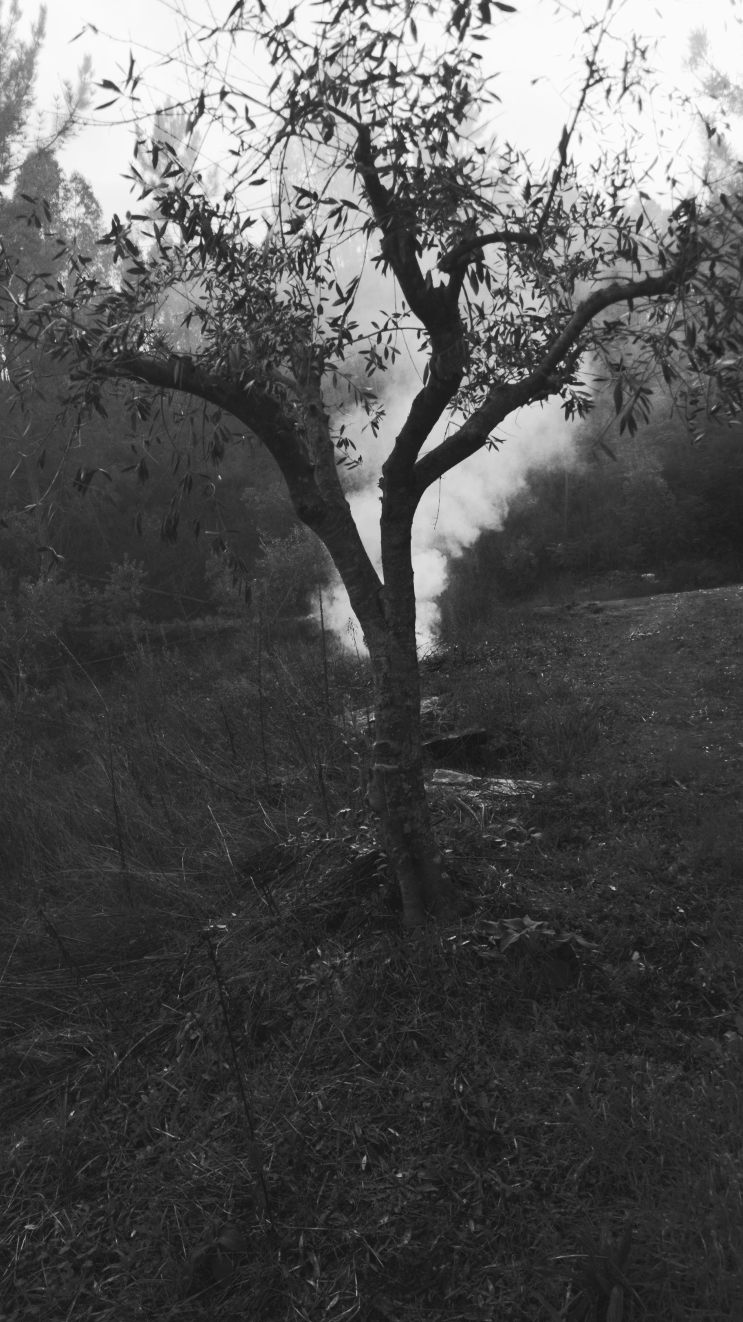 A lone tree stands in a misty, natural landscape with smoke rising in the background.