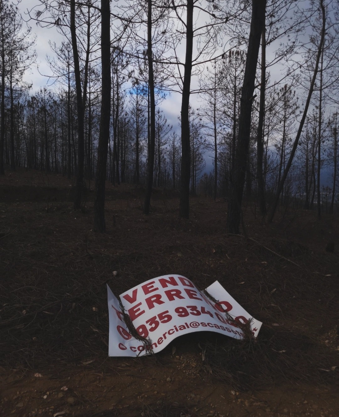 A for-sale sign lies on the ground in a forested area with tall, sparse trees.