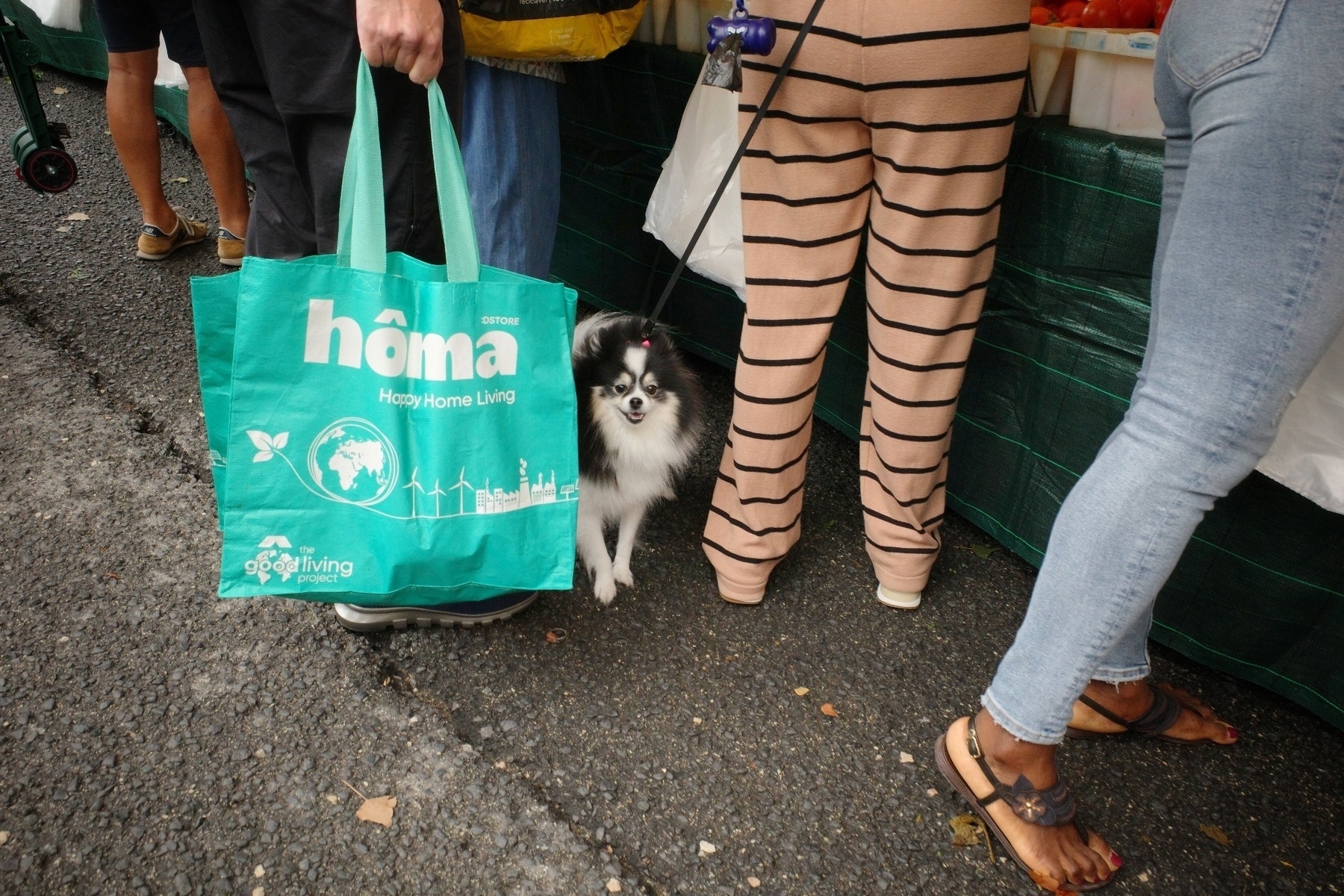 A small dog on a leash peeks out from between people standing on a textured pavement, alongside a person holding a turquoise shopping bag.