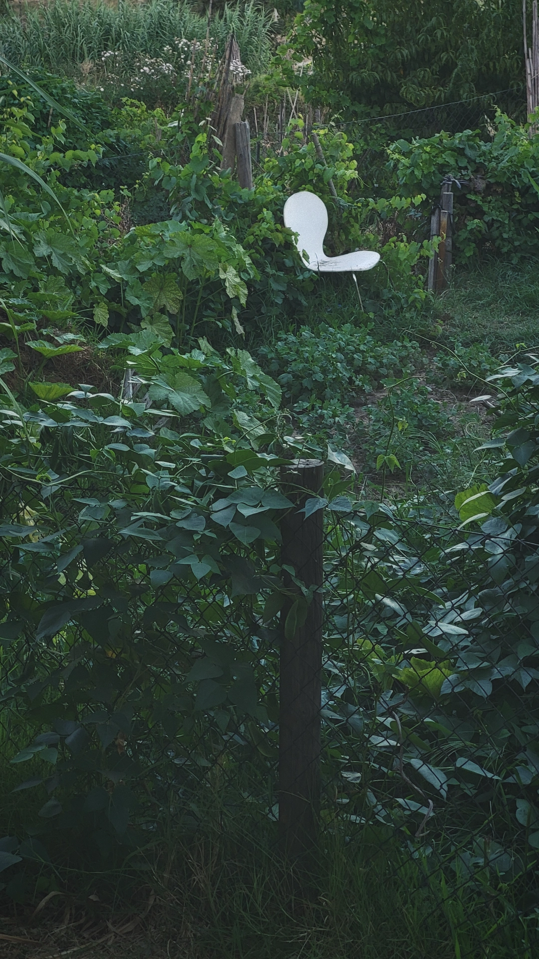 A white chair is surrounded by lush greenery and vegetation in a garden setting.