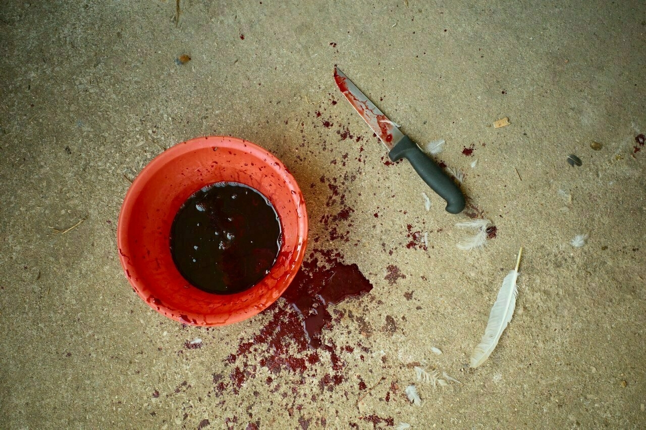 A red plastic bowl containing blood is on the ground next to a knife with a red-stained blade, surrounded by splatters and a white feather.