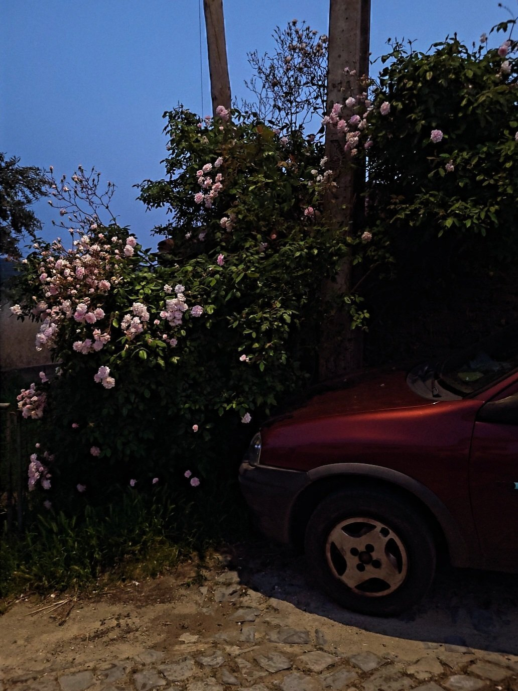 Red car parked near roses at dusk