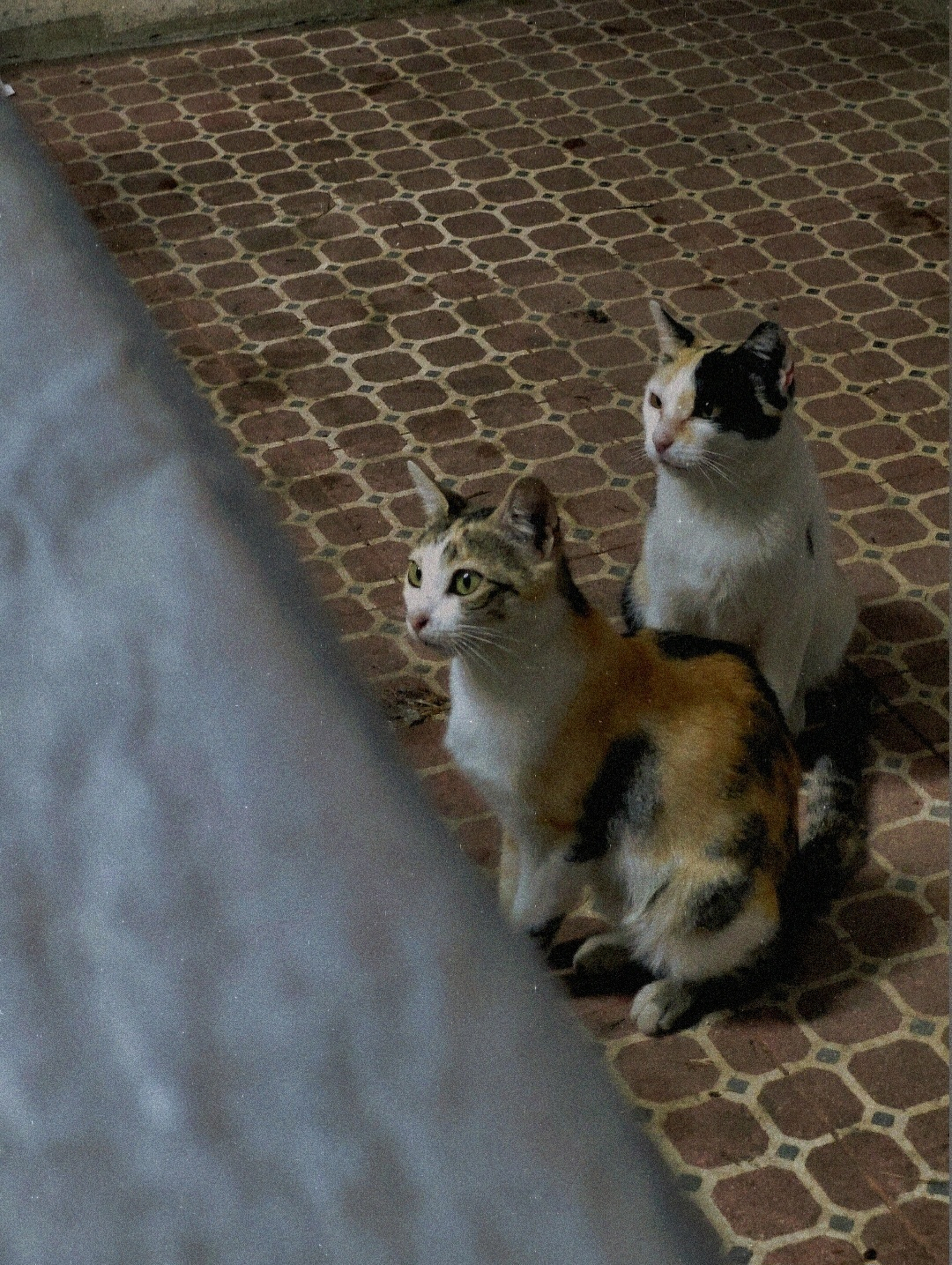 Two calico cats are sitting on a patterned floor, attentively looking in the same direction.