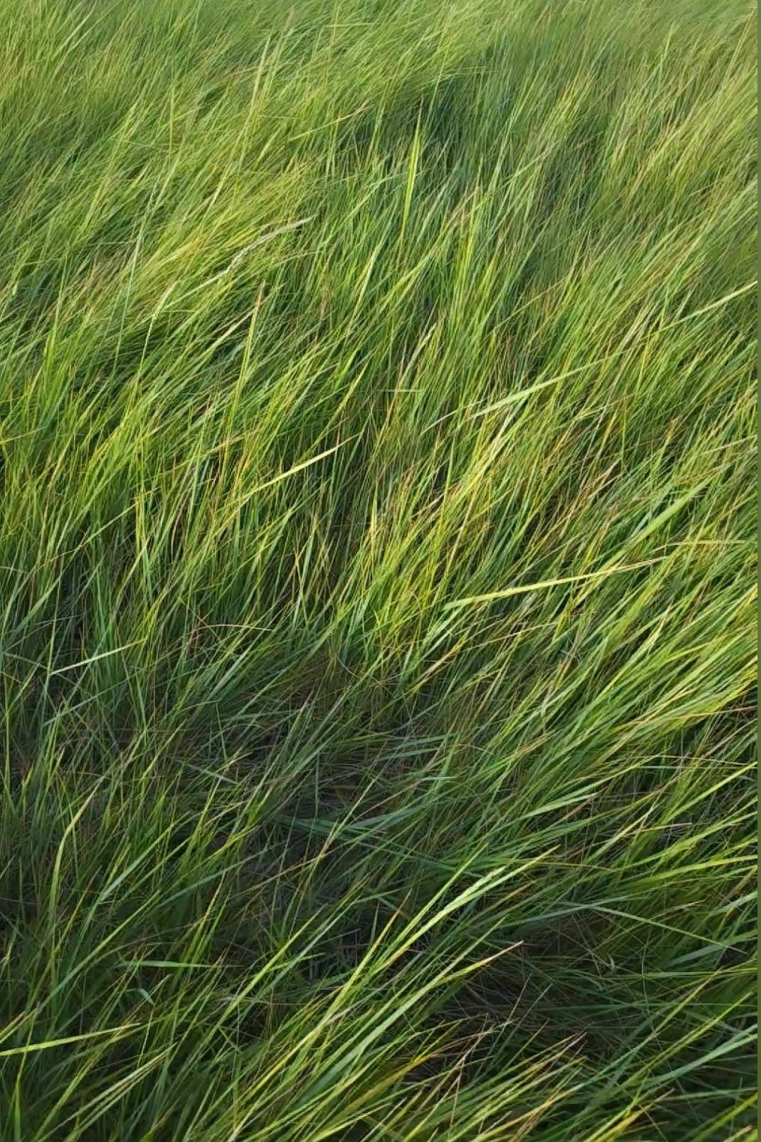 A field of lush, green grass sways gently in the breeze.