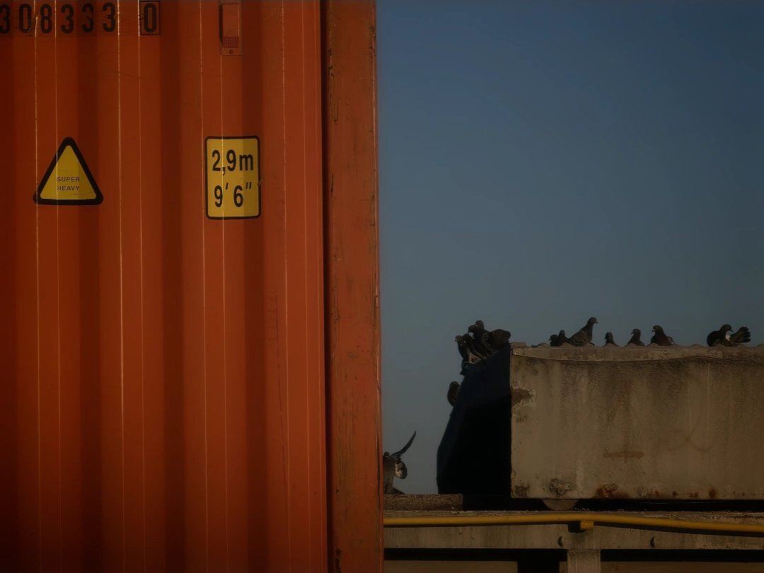 An orange container with height measurements and a caution sign is positioned next to a structure where several birds are perched under a clear sky.