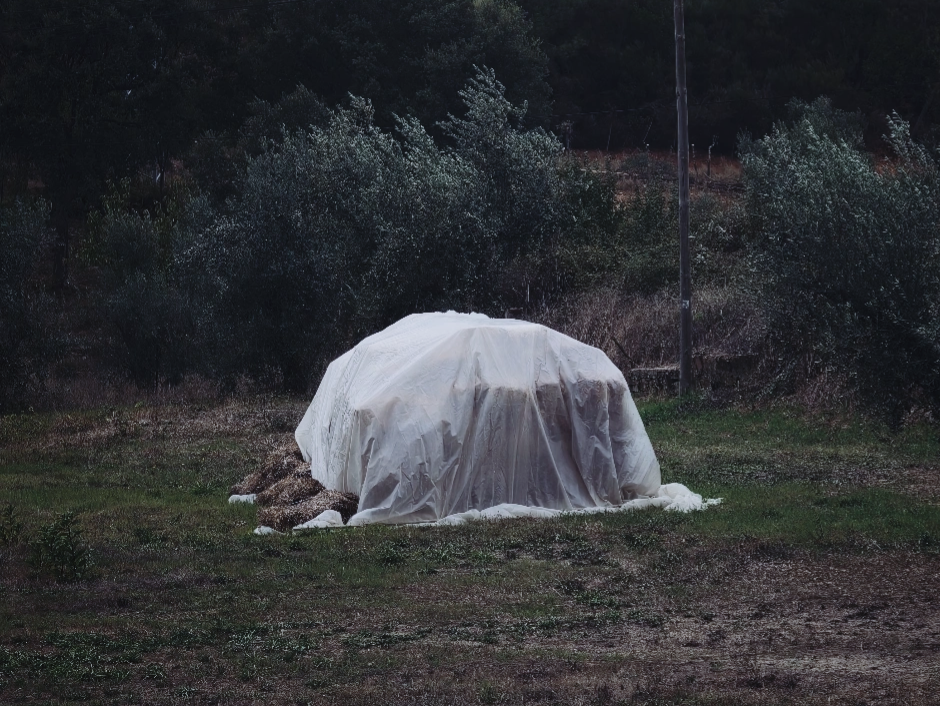 Large stack of wood covered with a transparent or white plastic tarp or protective sheet in a rural, grassy field surrounded by trees.