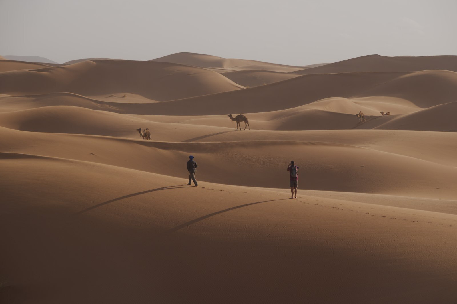 Travelers walking among the sweeping sand dunes of the Sahara Desert. 