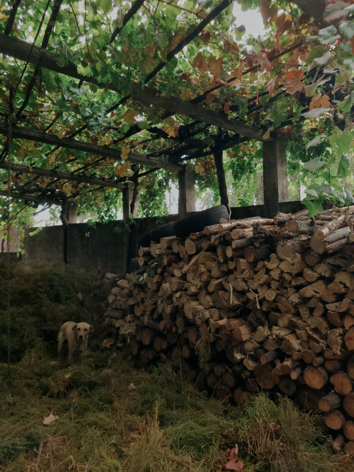 A dog stands on grassy ground beside a large stack of firewood under a leafy pergola.