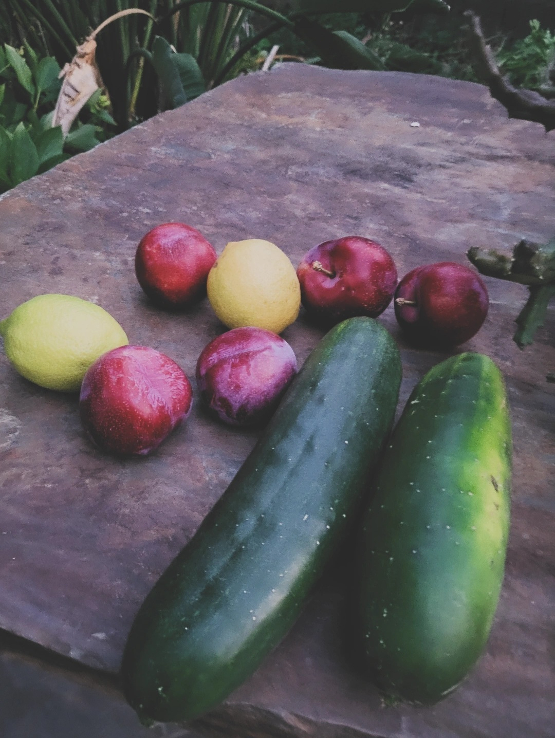 Two cucumbers, two lemons, and several red plums are arranged on a stone surface outdoors.