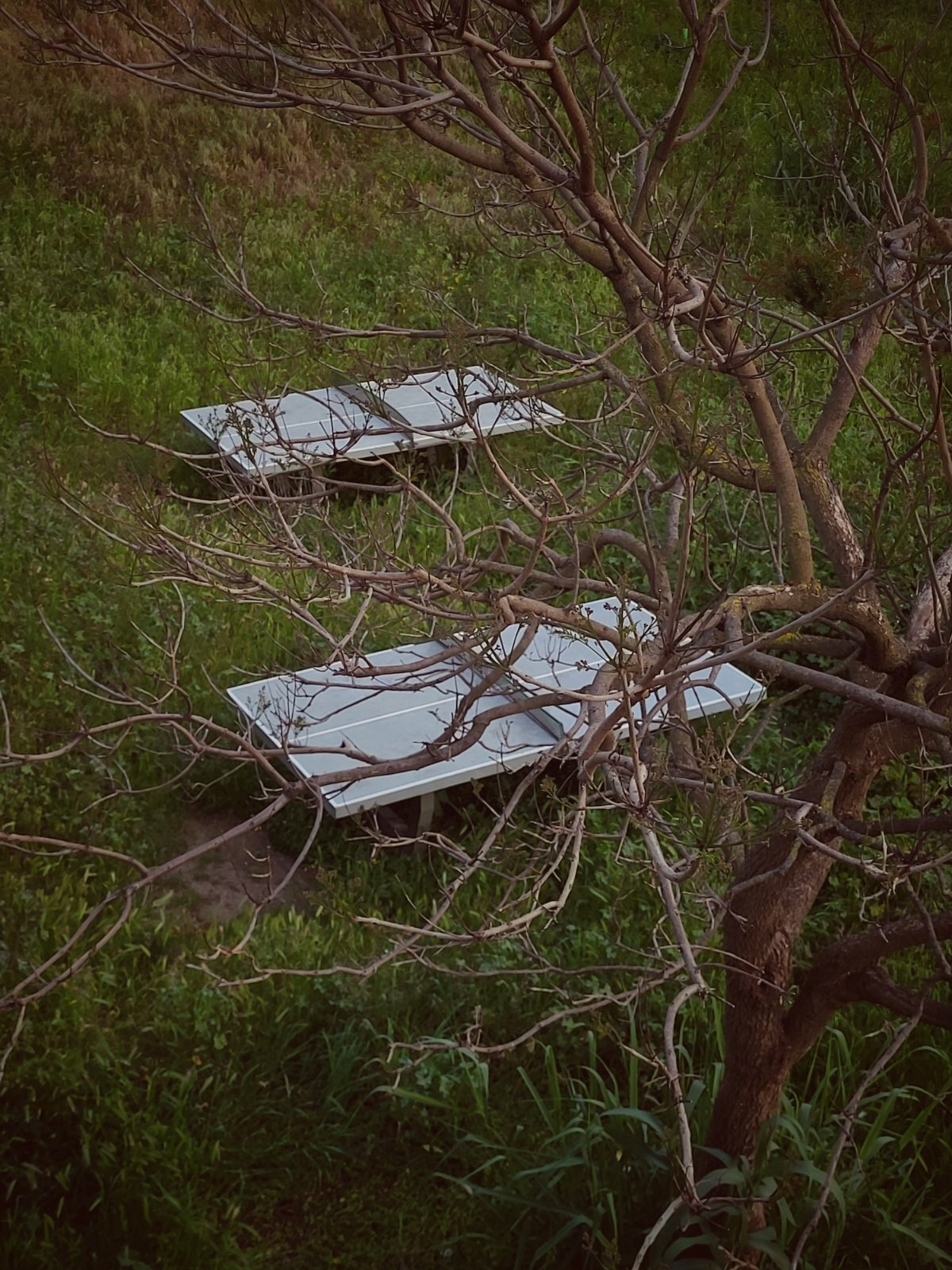 Two white picnic tables are placed amidst trees and grass, partially obscured by branches.