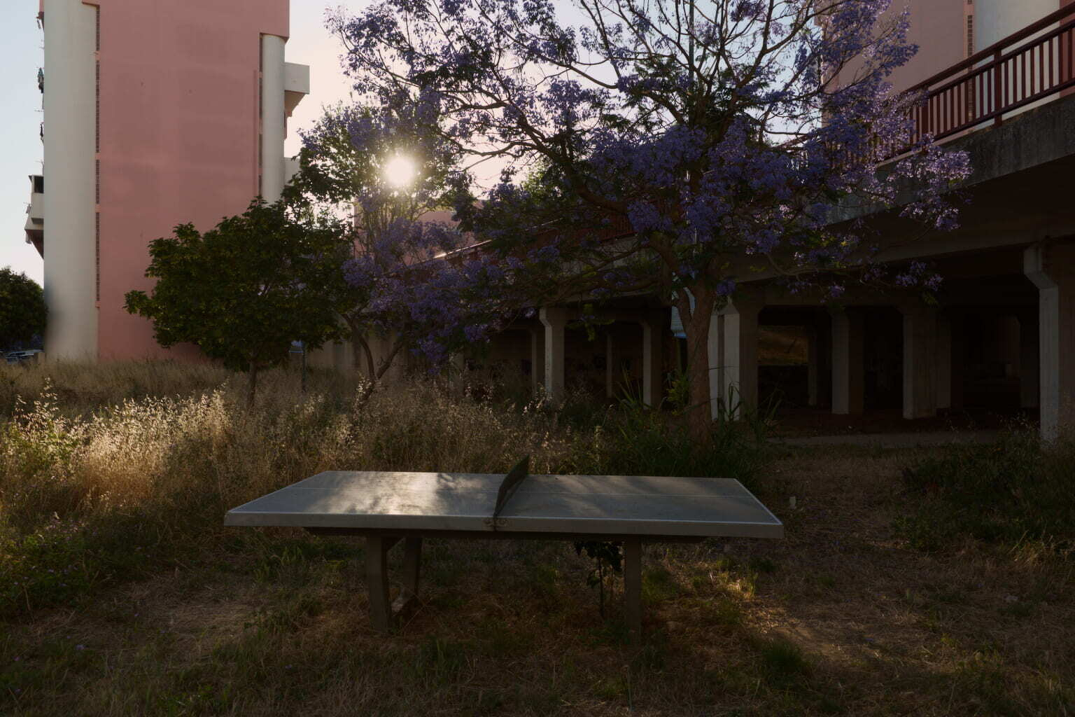 A ping pong table is situated outdoors amidst overgrown grass and a purple-flowered tree, with a building and setting sun in the background.