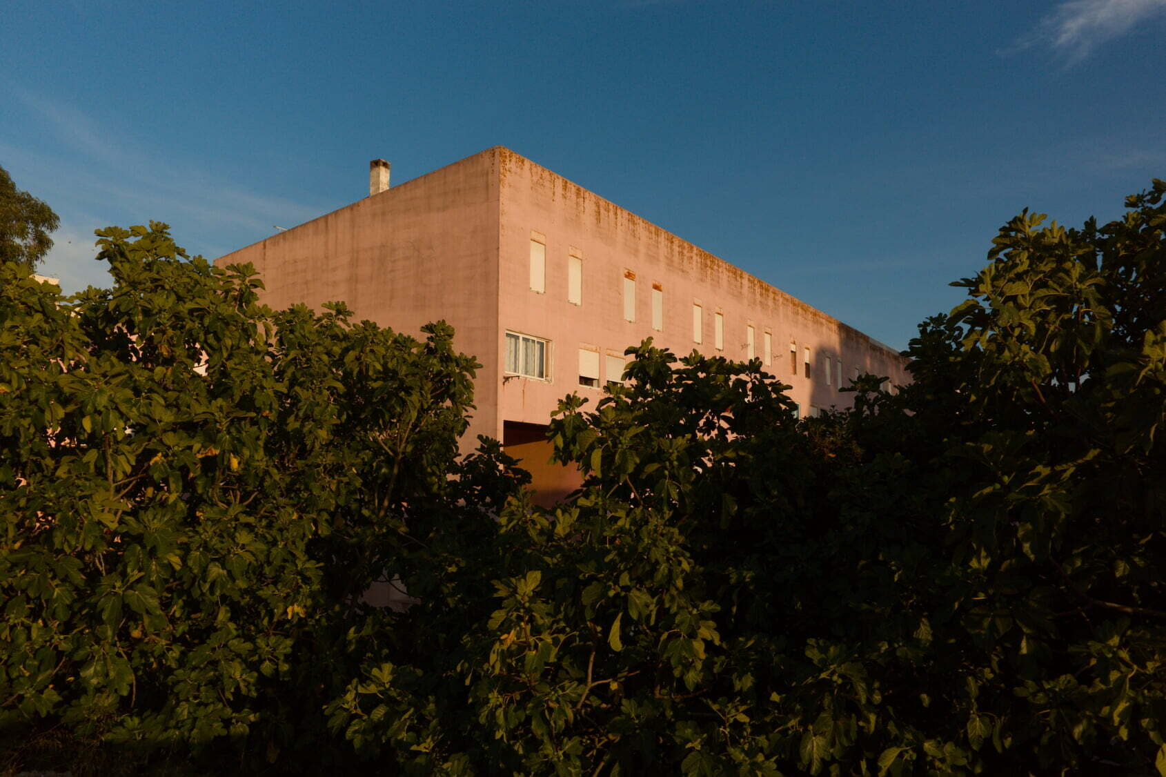 A pink building with several windows is partially obscured by large green trees under a clear blue sky.