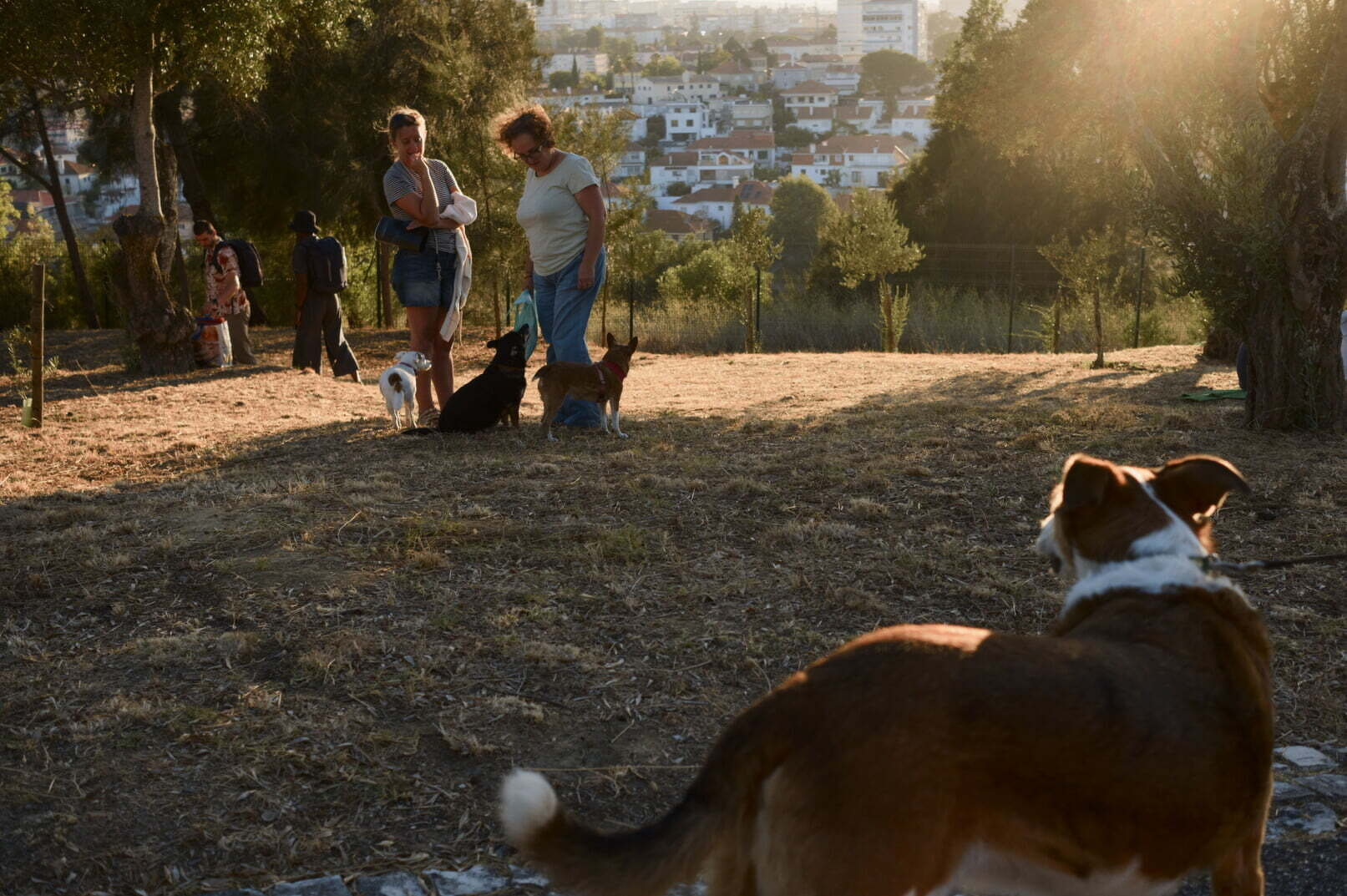 Several people and dogs are gathered in a sunlit park area with a view of houses and trees in the background.