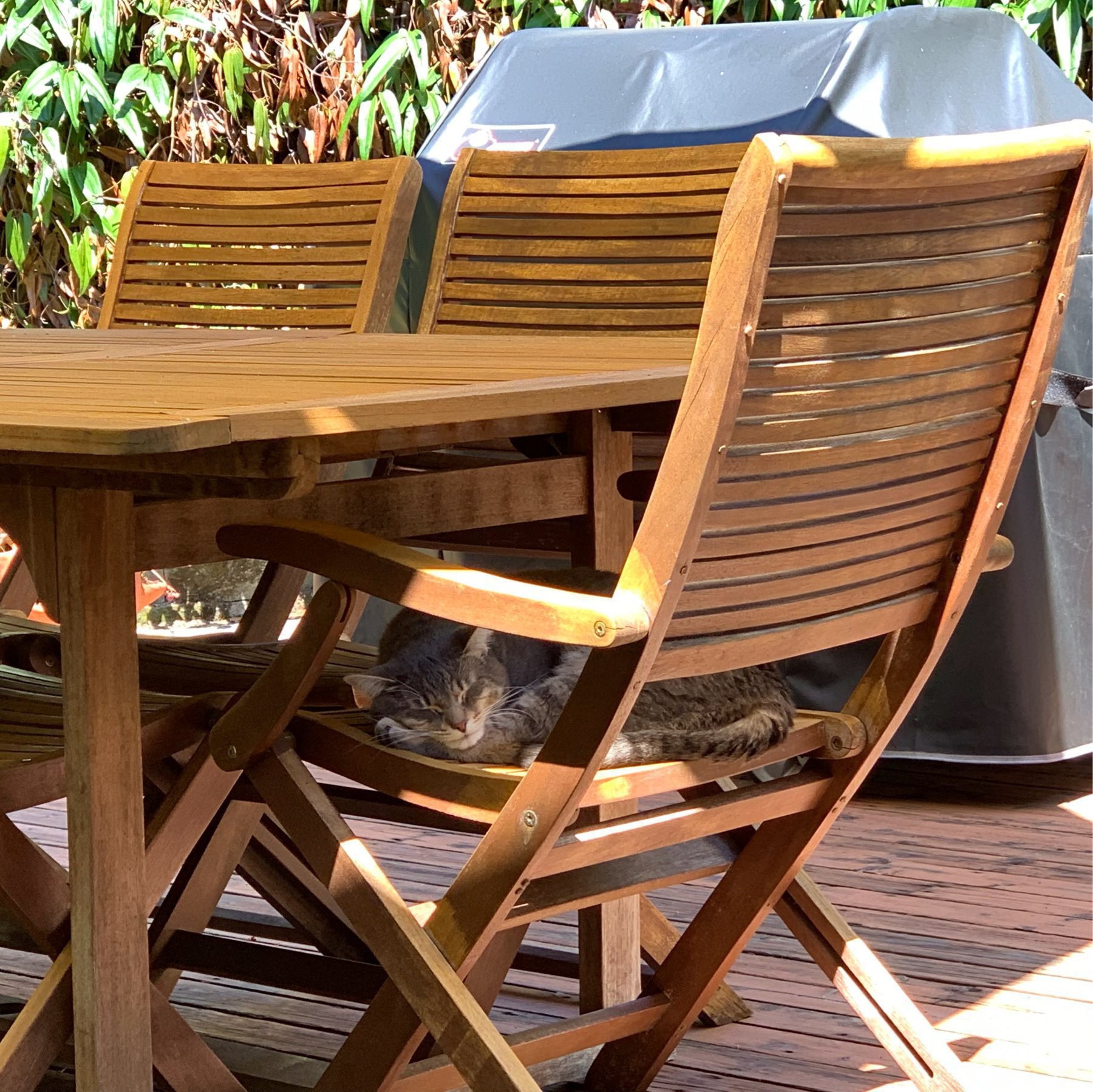 Cat sleeping on outdoor dining chair