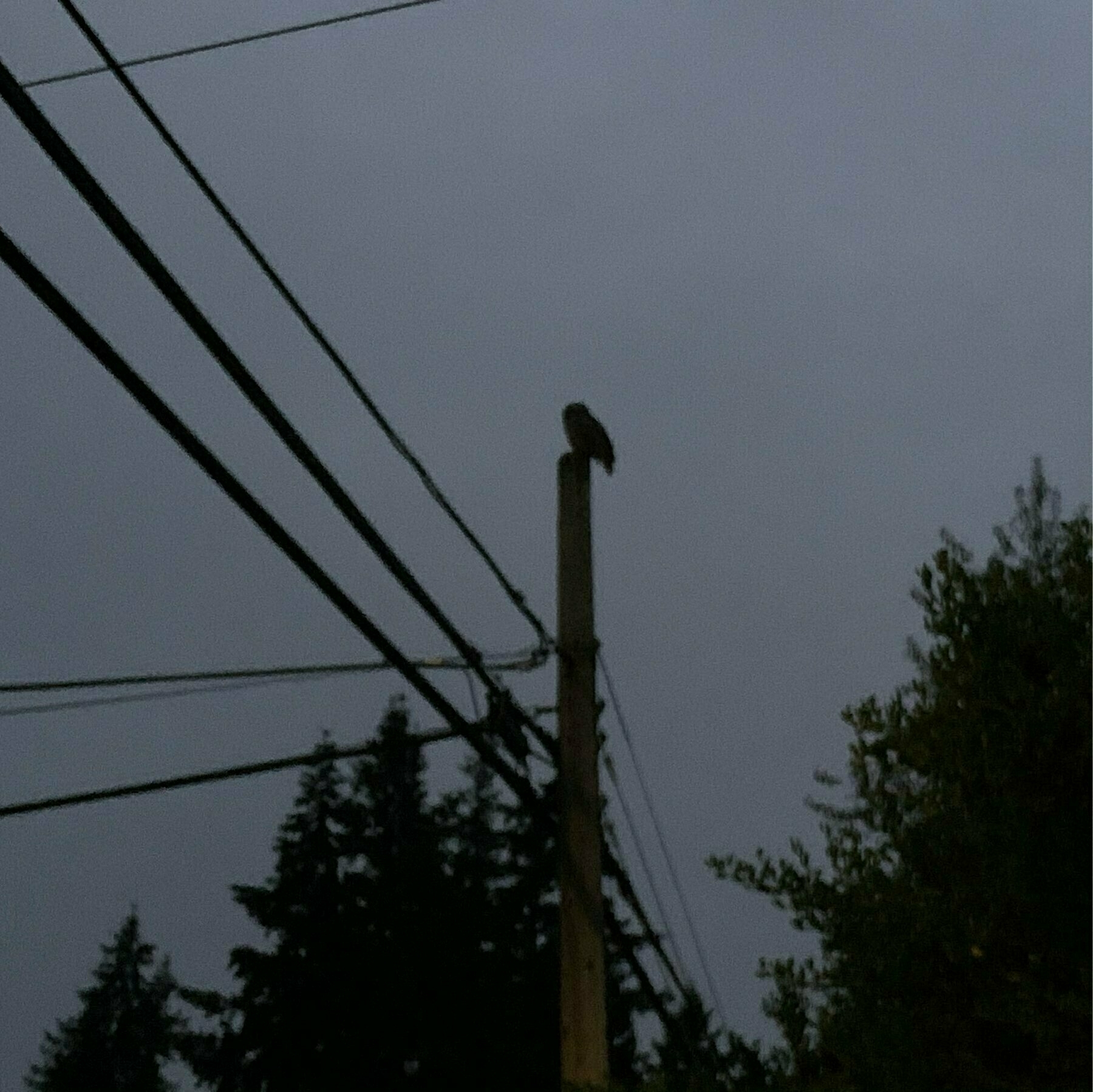 Owl perched atop a power pole