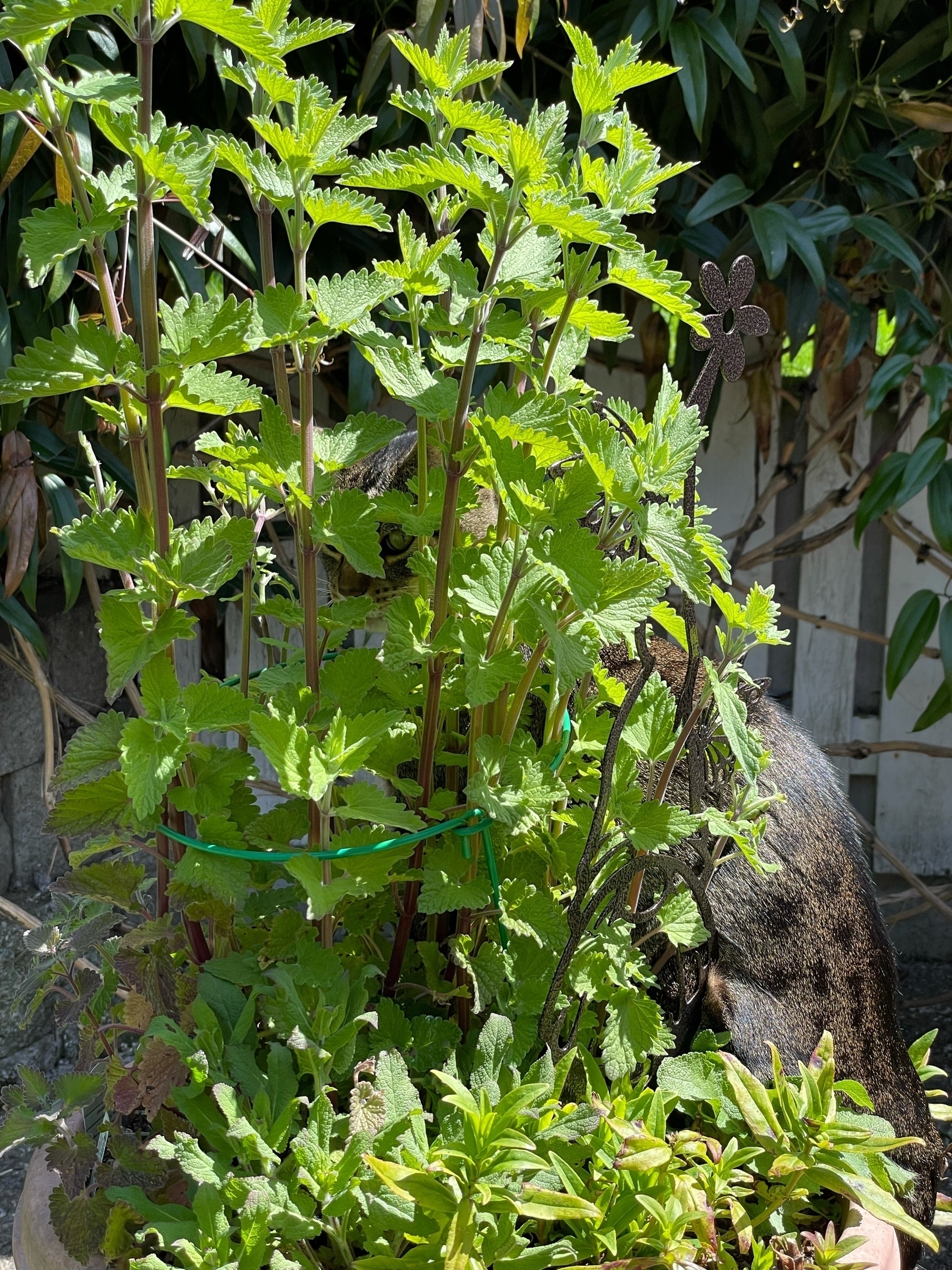 Brown tabby cat behind catnip plant