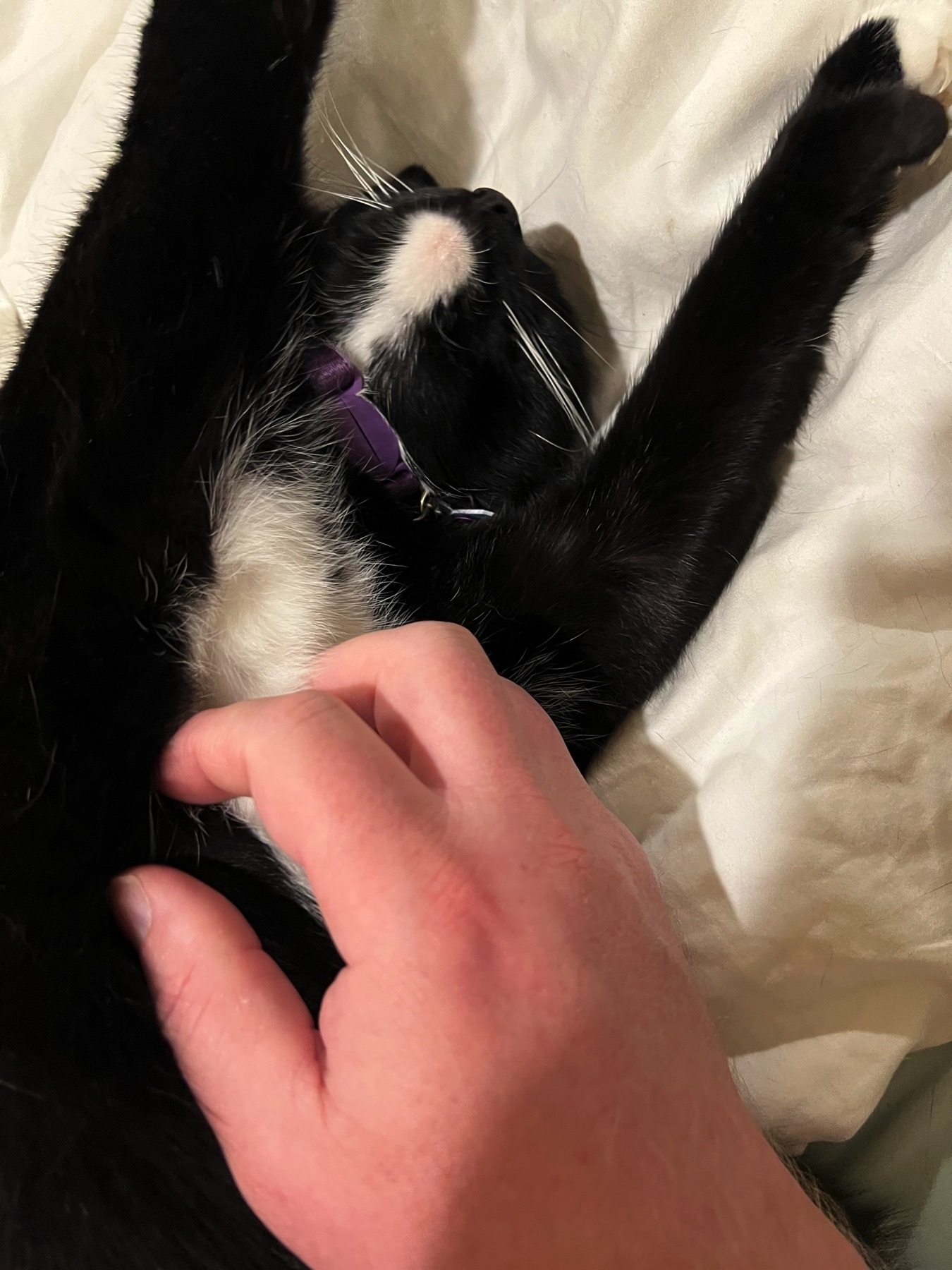 Close up of my hand scratching the chest of our tuxedo cat, her head thrown back and front legs outstretched in joyous relaxation.