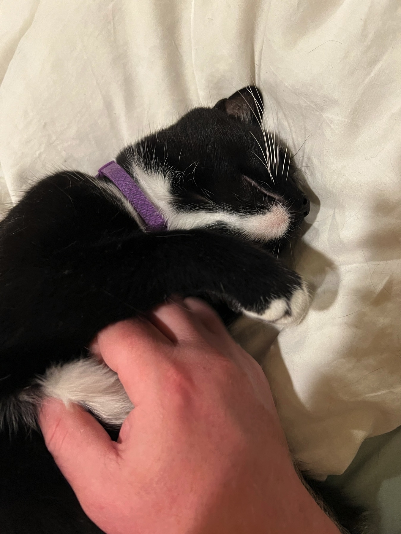 Close up of my hand scratching the chest of our tuxedo cat, her head starting to tile back and paws loosening up.
