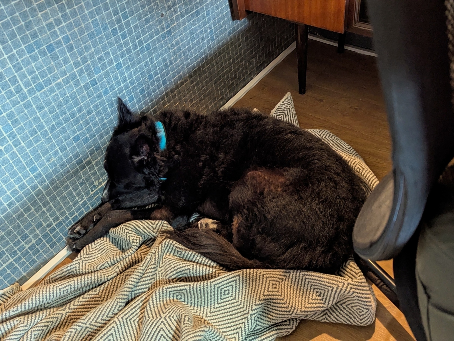 Um cachorro preto (o Cafeína) deitado em uma coberta ao lado de uma parede com azulejos azuis.