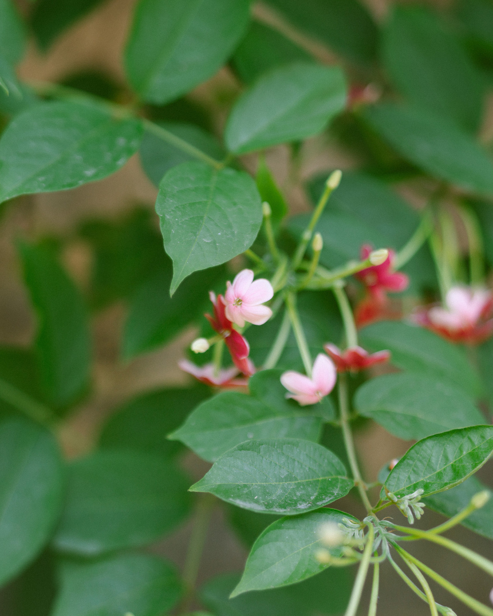 Delicate pink and red flowers with green leaves are captured in a natural setting.