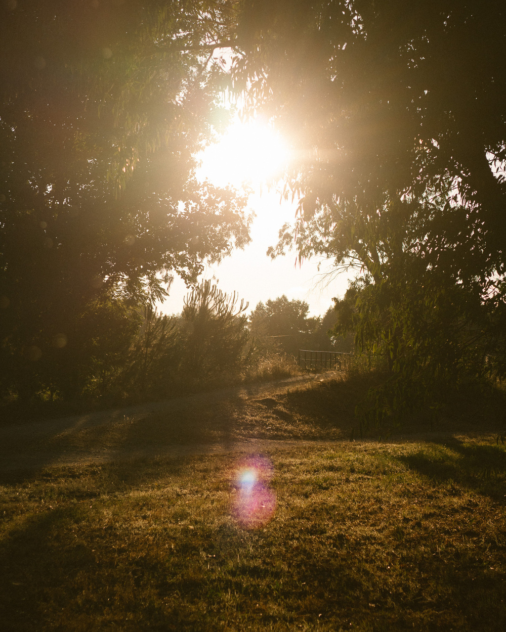 Sunlight filters through tree branches, casting warm, dappled patterns on a grassy path.