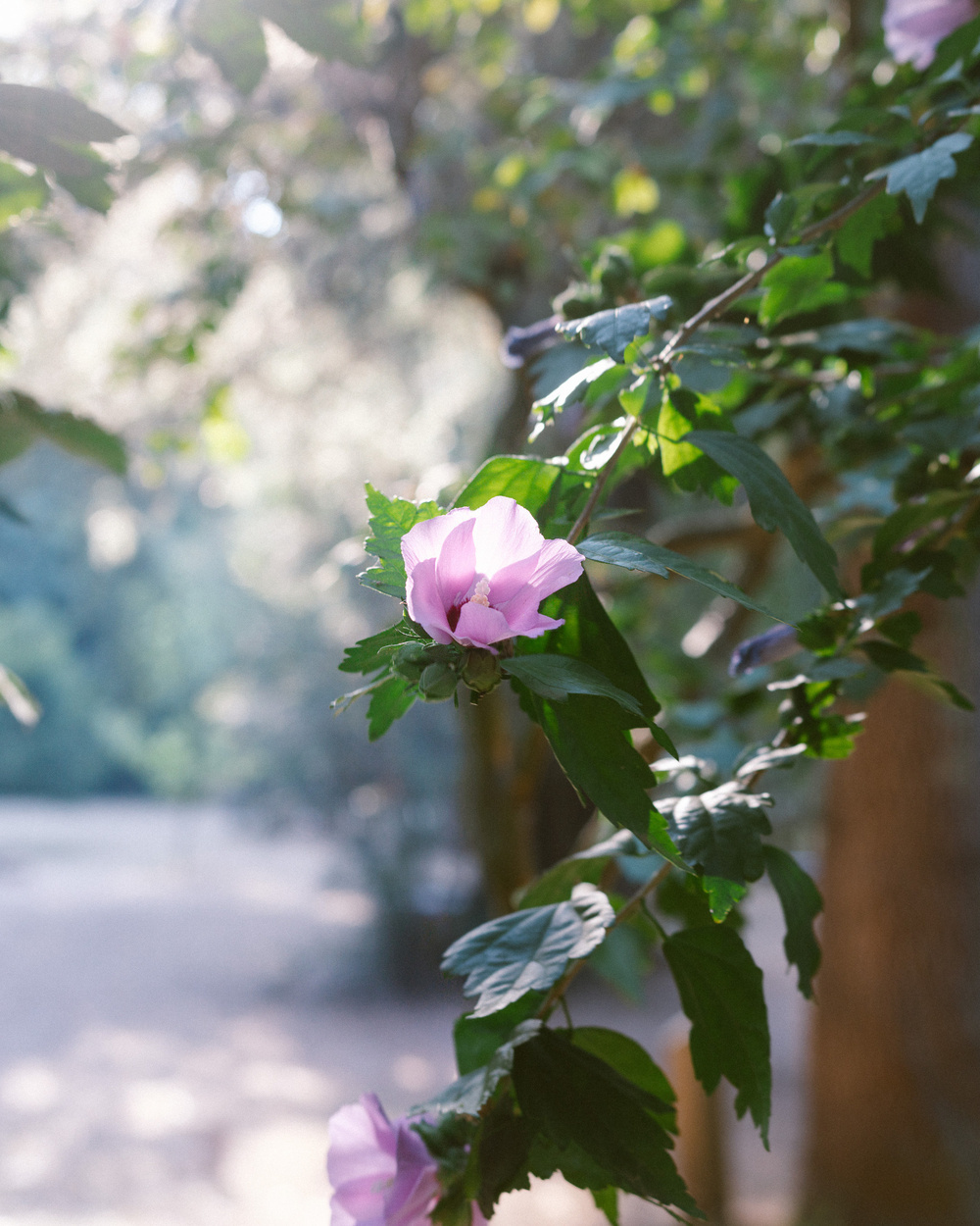 A branch with vibrant pink flowers and green leaves is set against a softly blurred, sunlit forest background.