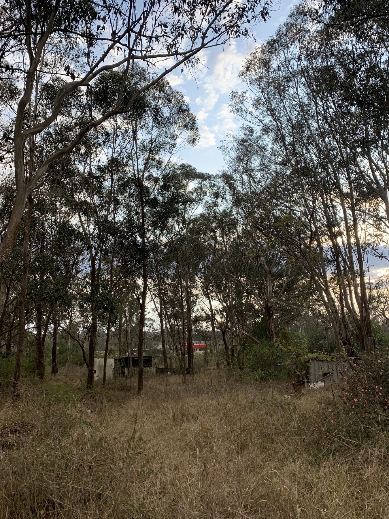An early morning photo of a semi-rural Australian backyard with some native trees, a bunch of weeds and two dilapidated, overgrown sheds