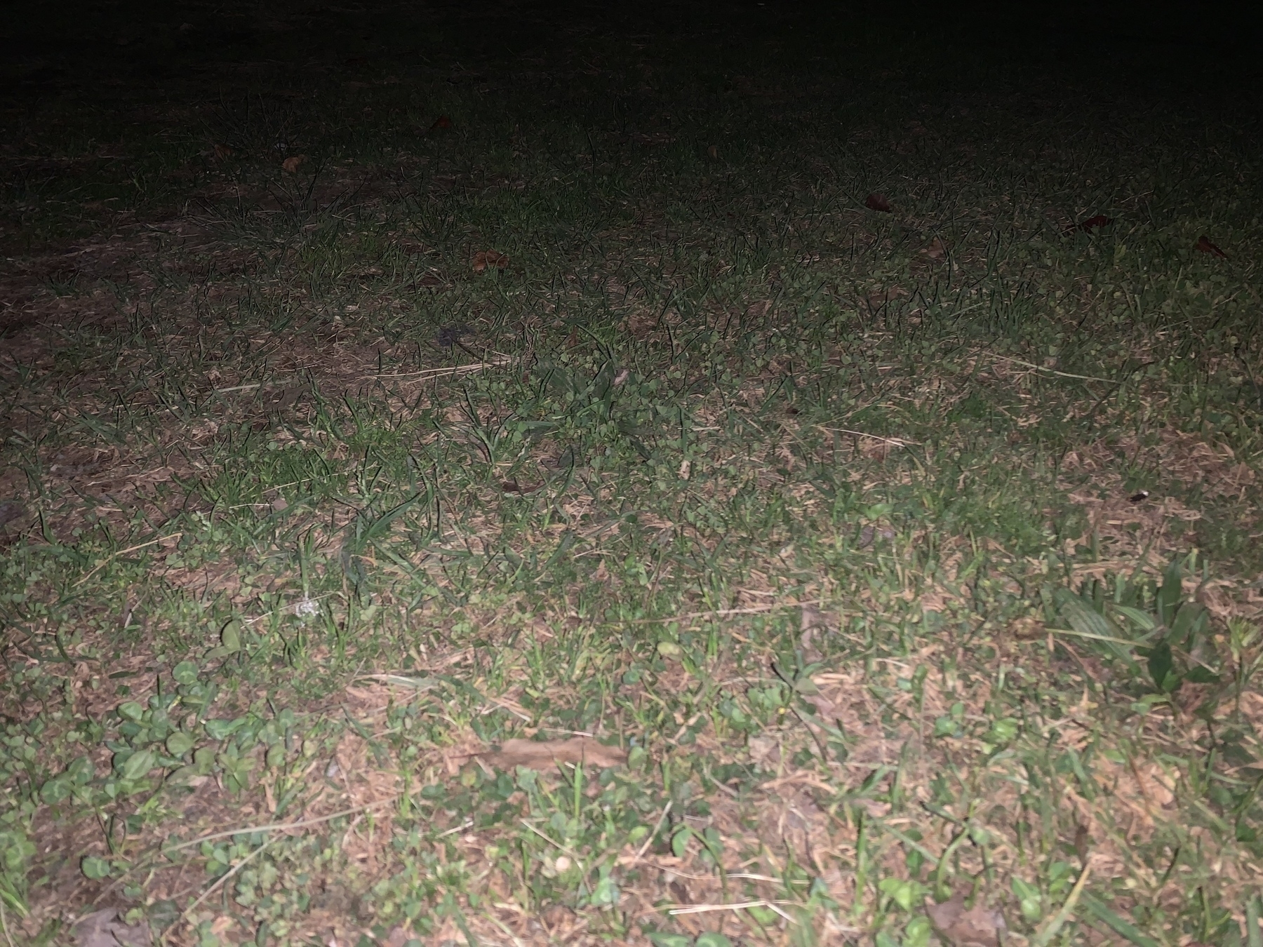 Patchy area of grass at night, fading into darkness in the background