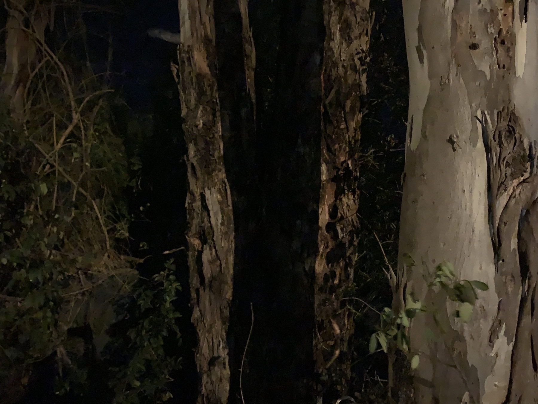 Eucalyptus trees at night with some other weeds and plant life around them