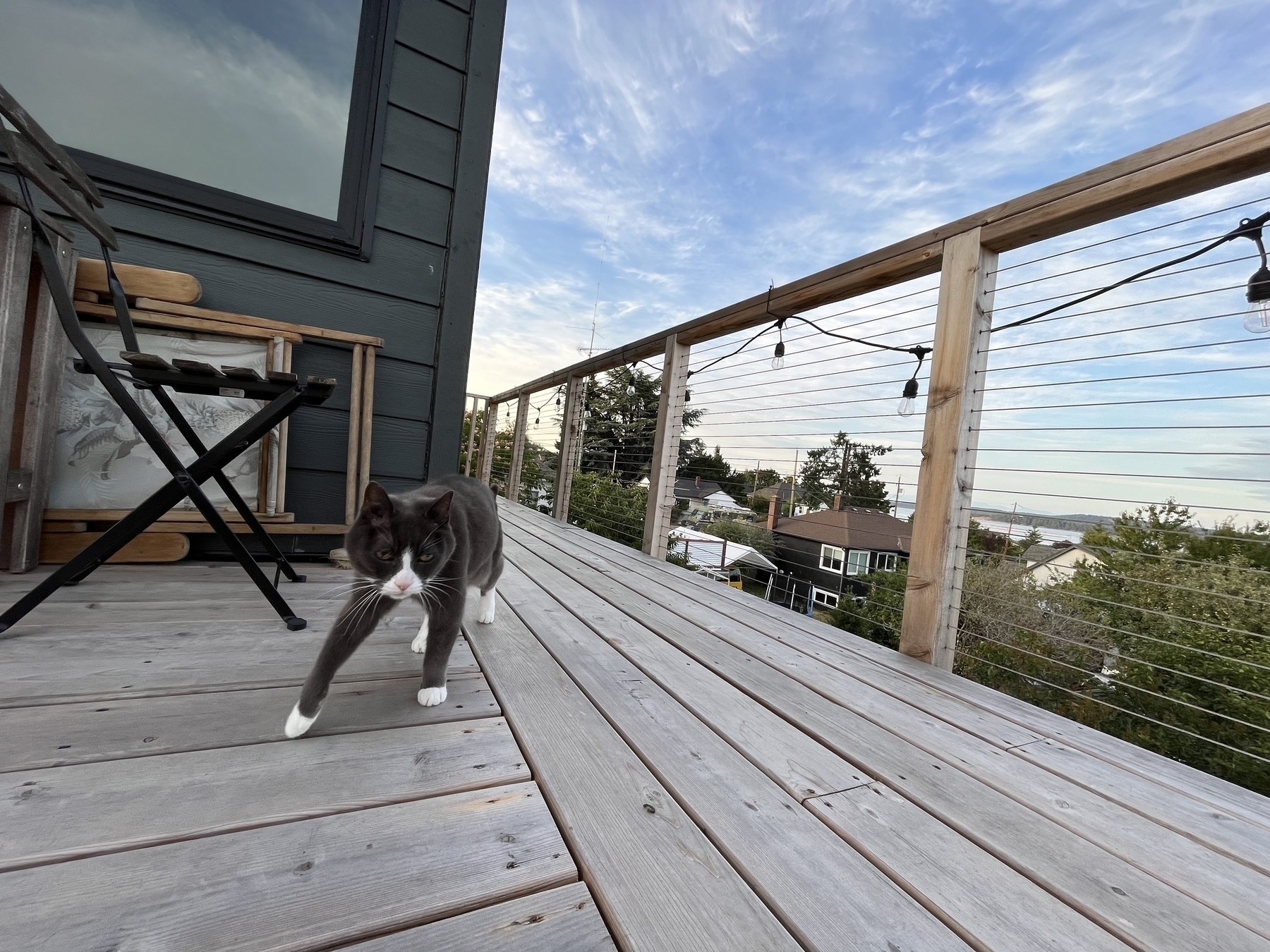 A cat sneaks by on a deck with a blue sky 