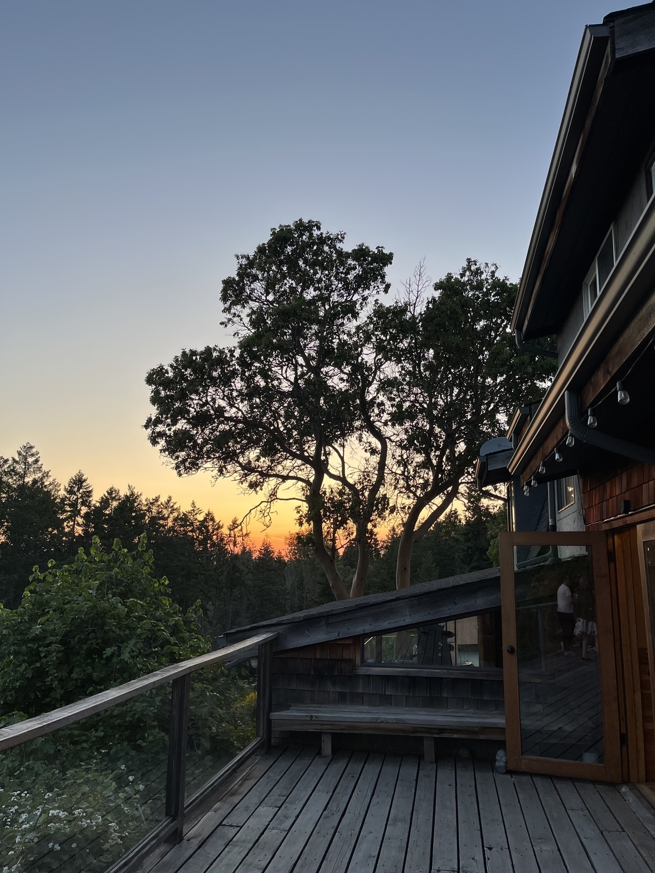 Sunset from the deck at Bodega Ridge, setting sun behind arbutus tree
