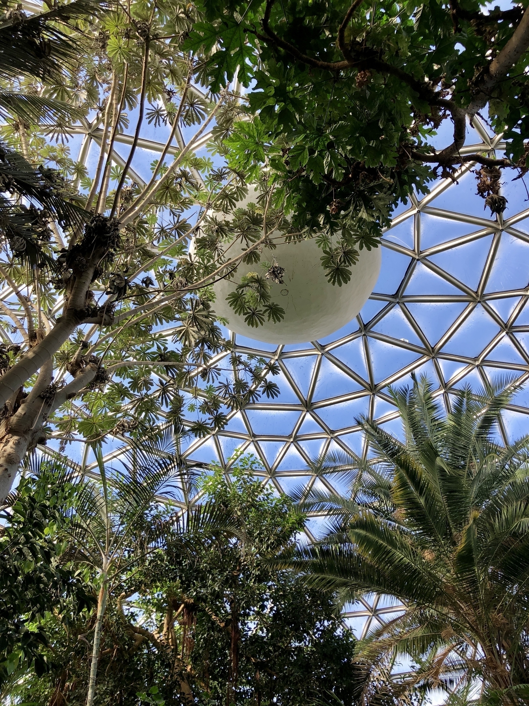 View of tropical trees and palms looking up to the top of the Bloedel Conservatory dome