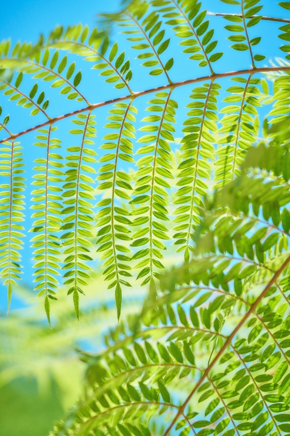 Green fern leaves are delicately backlit by sunlight against a clear blue sky.