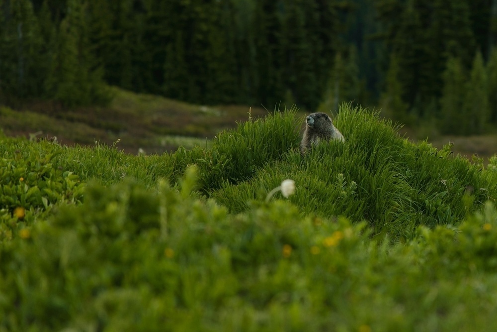 A marmot peeks out from lush green grass in a forested area.