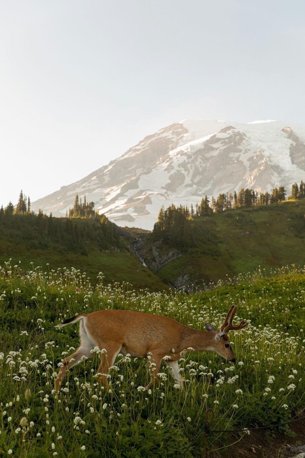 A deer grazes in a meadow filled with wildflowers, with a snow-capped mountain and forest in the background.