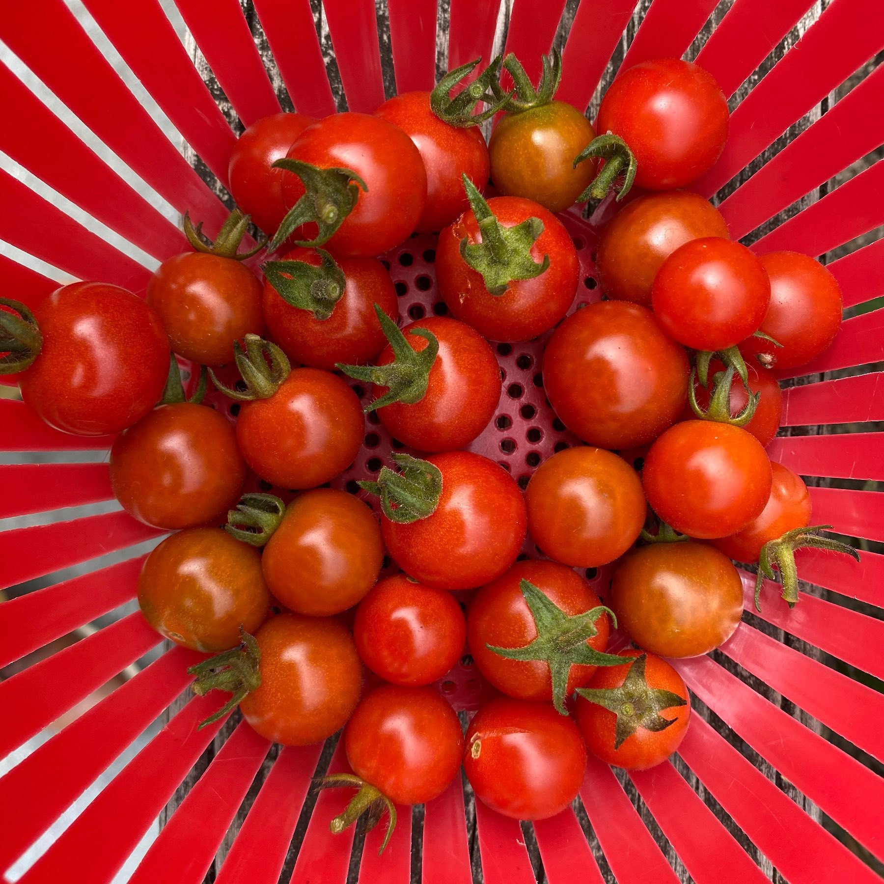 Thirty tomatoes