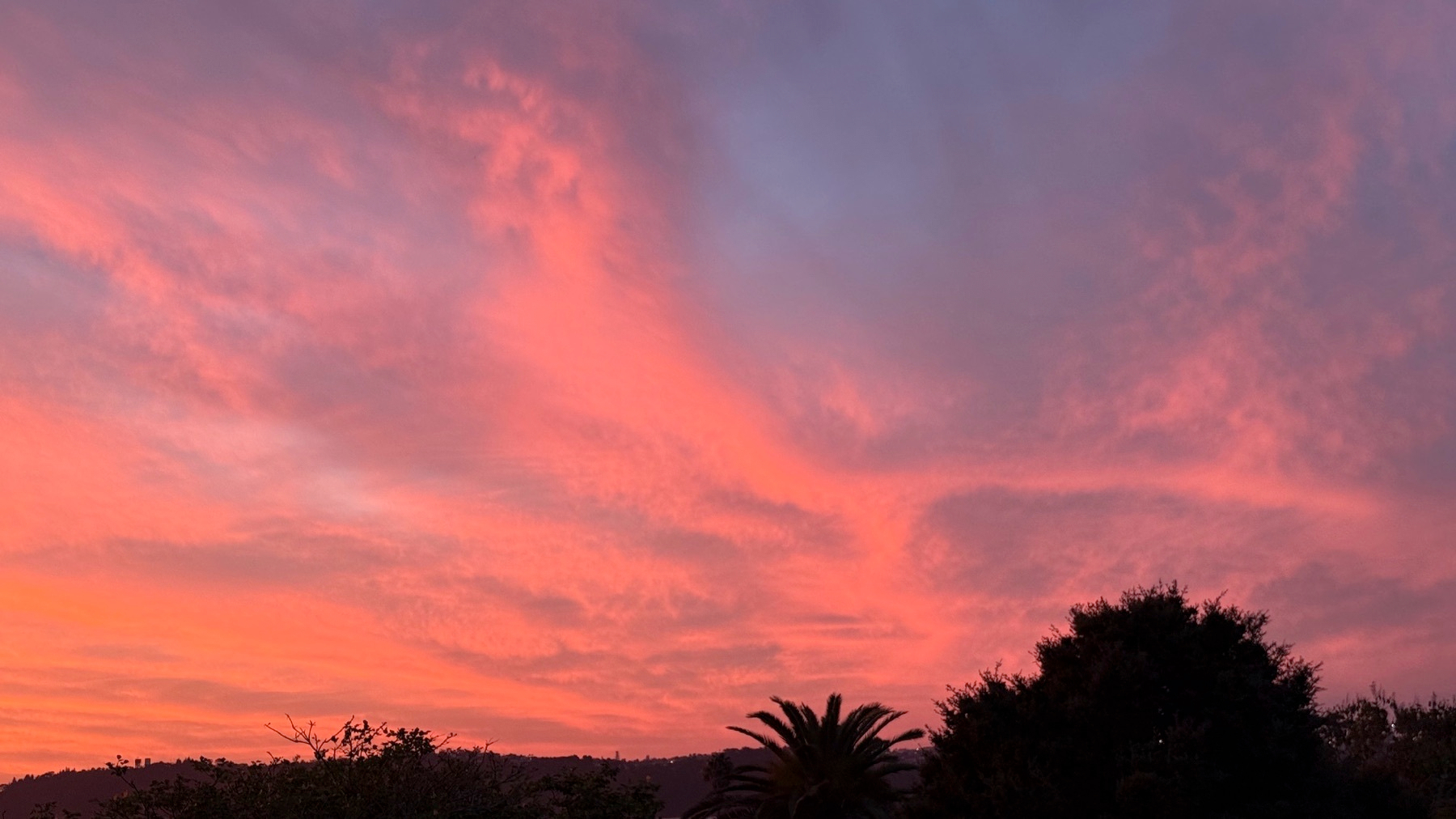 A vibrant sunset sky with shades of pink and orange is silhouetted by trees and a palm.