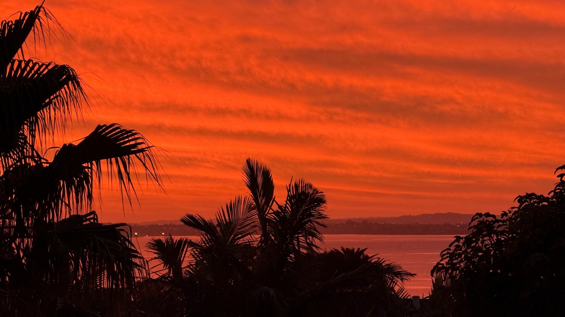 A vibrant orange sunset sky is silhouetting palm trees with a body of water in the background.