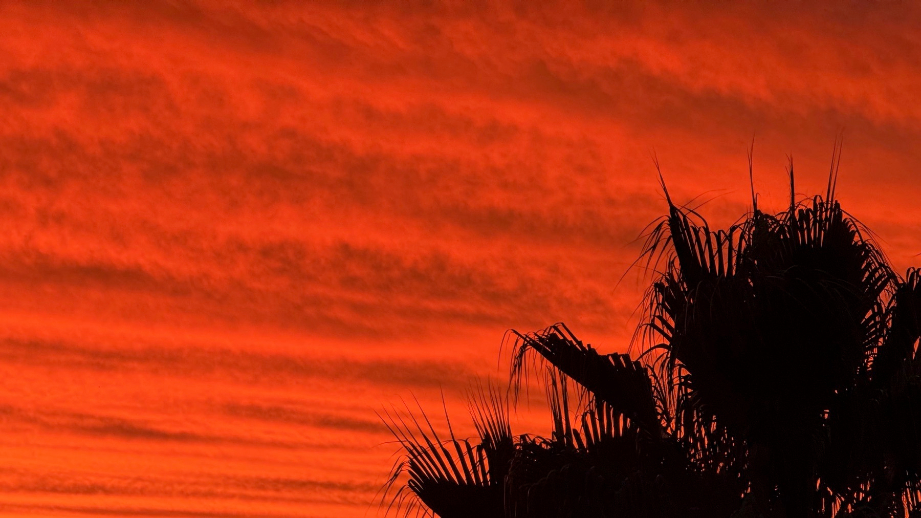 Silhouetted palm trees stand against a vivid red and orange sunset sky.