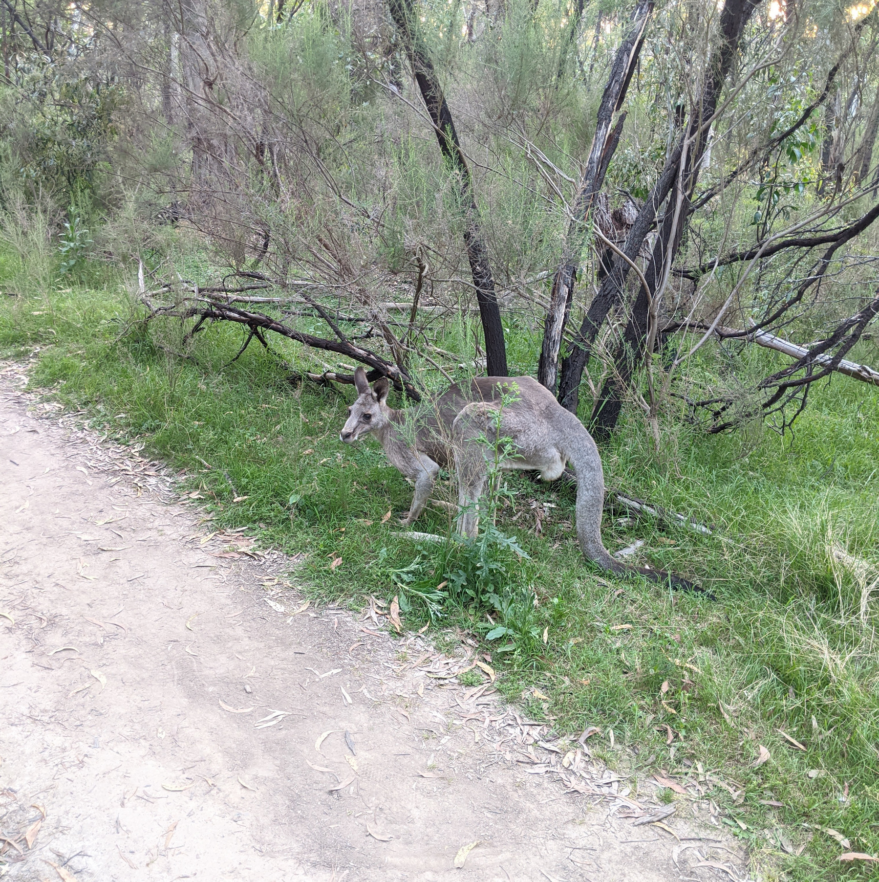 A kangaroo by a forest path