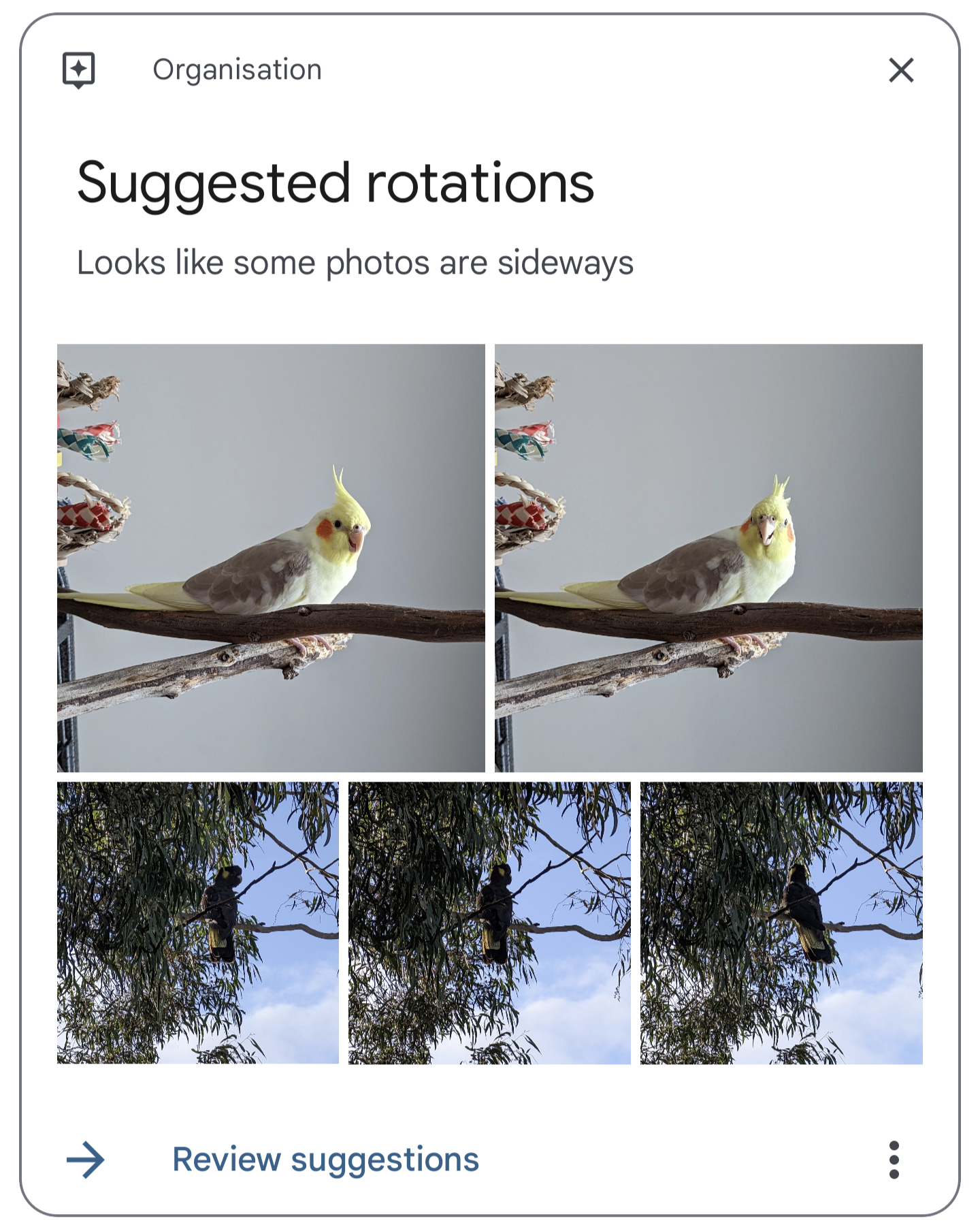 Suggestion to rotate photos of birds