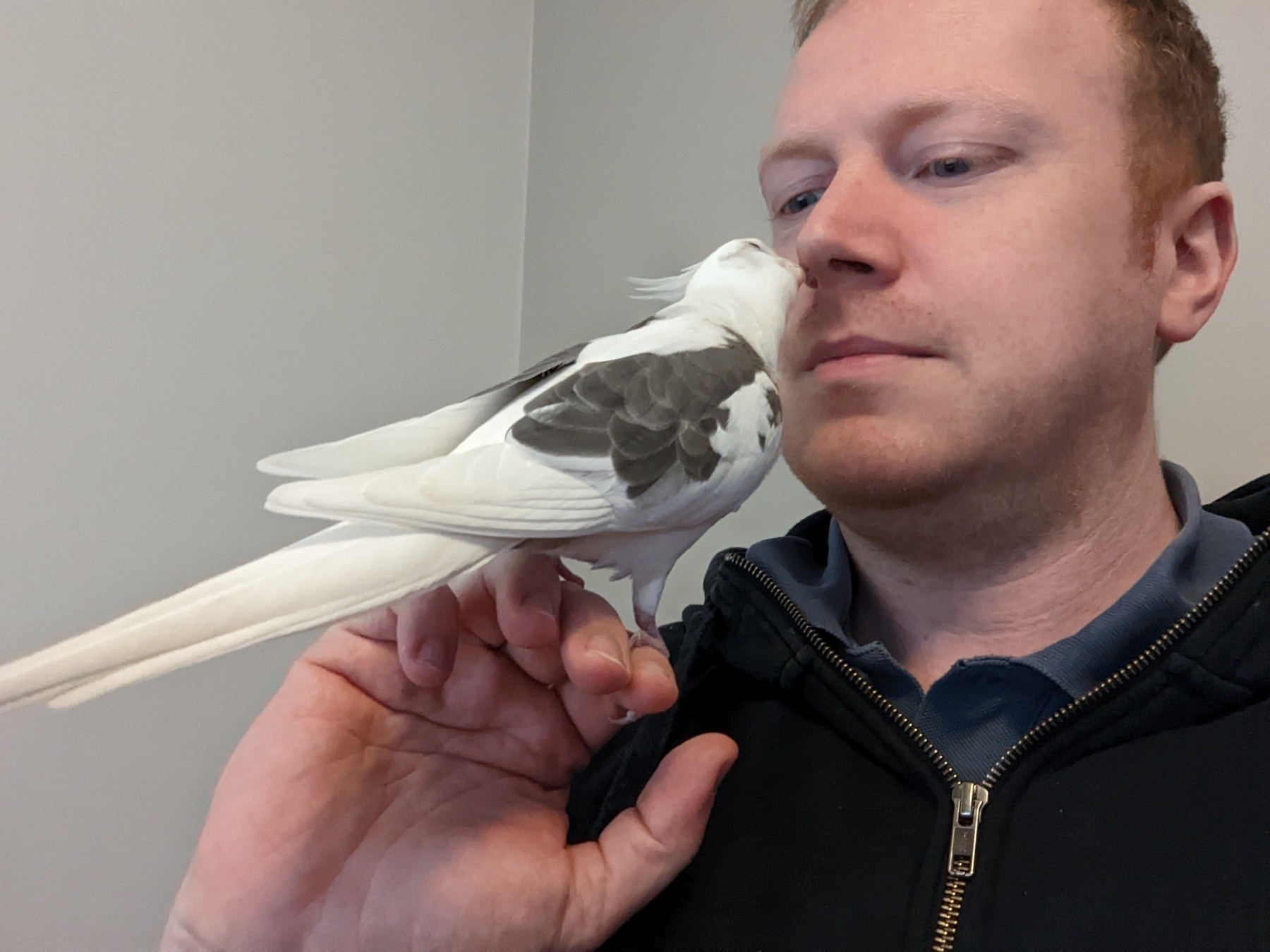 Ivy the cockatiel preening the hairs of my nose
