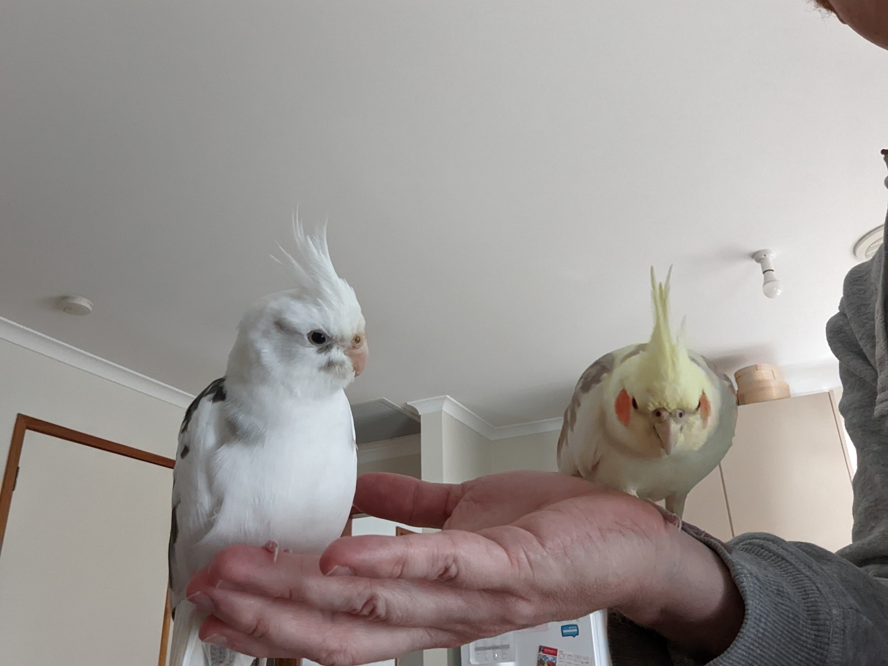 Two cockatiels on a hand
