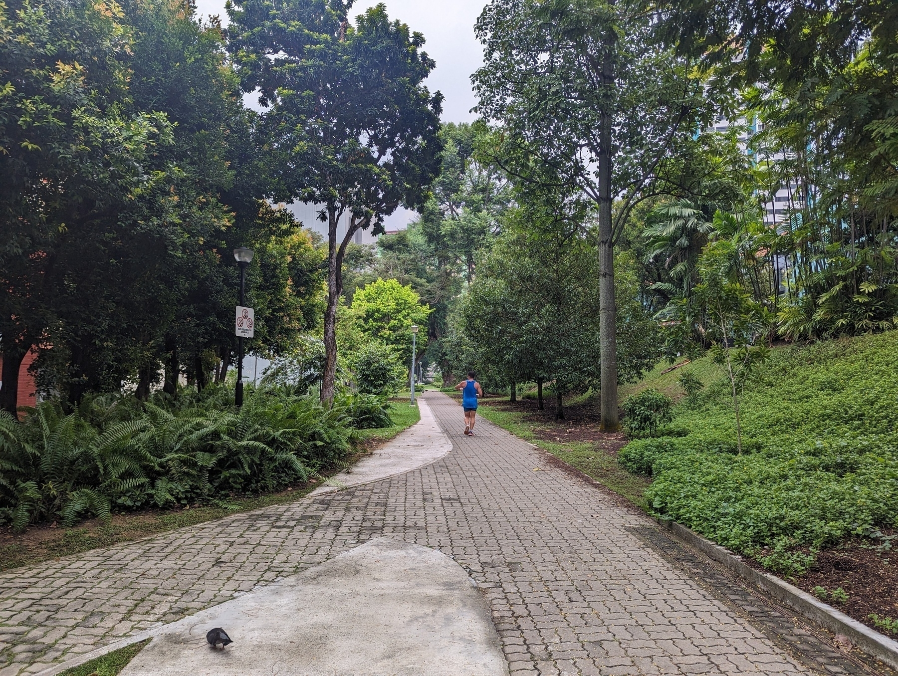Footpath surrounded by trees, with a branch to the left near the camera. A person is running away from the camera. There's a pidgon preening near the left.