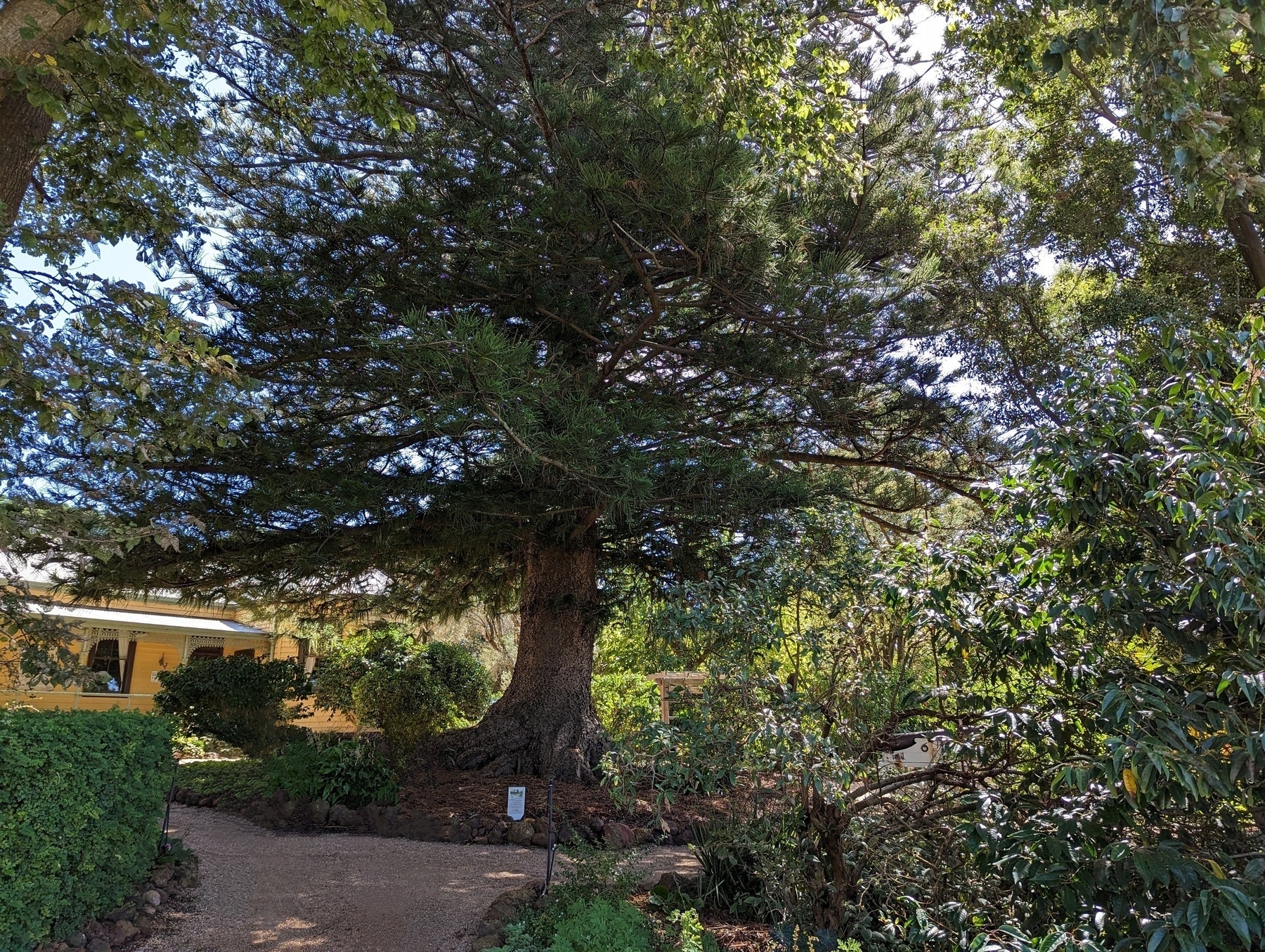 A photo of a tree, modified using Google’s Magic Eraser