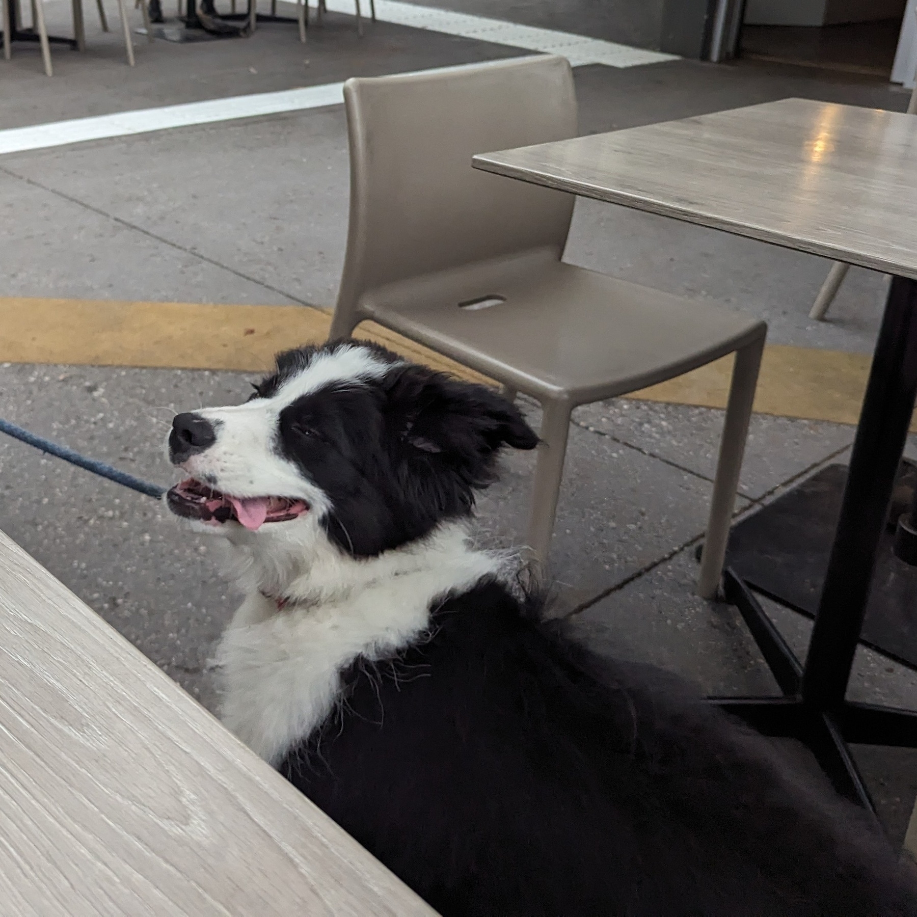 A border collie with her tongue out next to a table at an outdoor seating area.