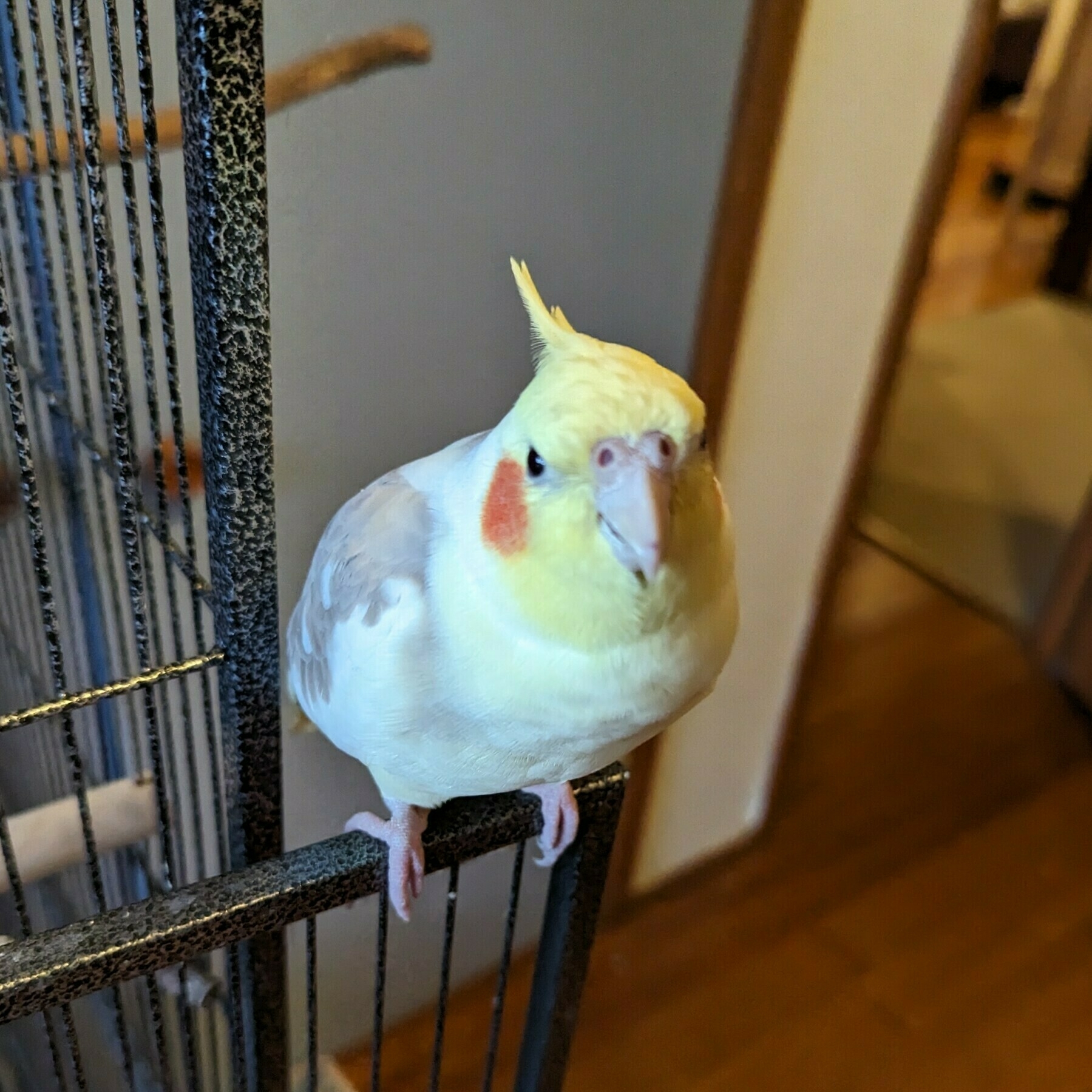Archie, a yellow cockatiel, perched on an opened cage door.