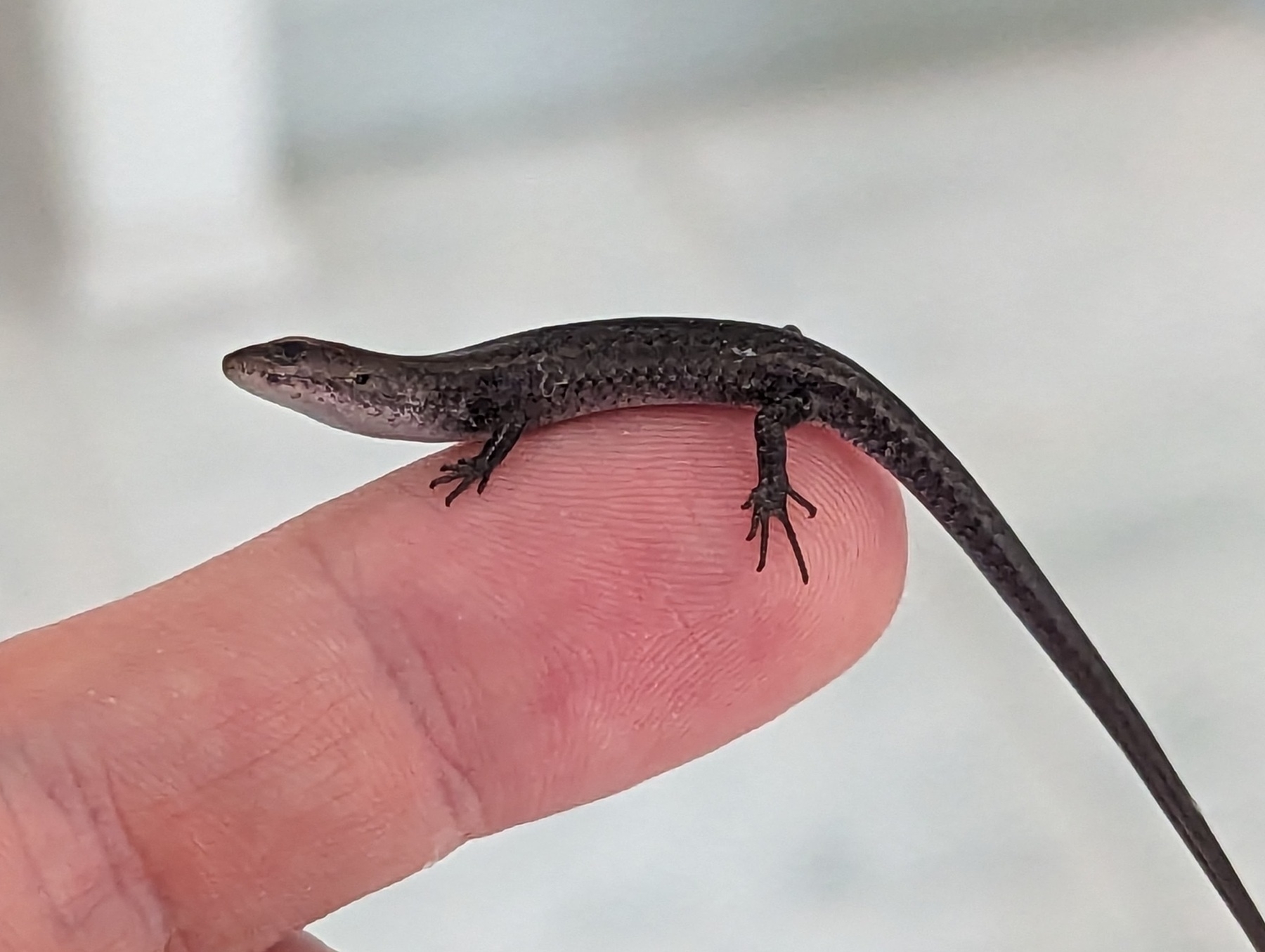 Close-up of the small lizard sitting on my finger