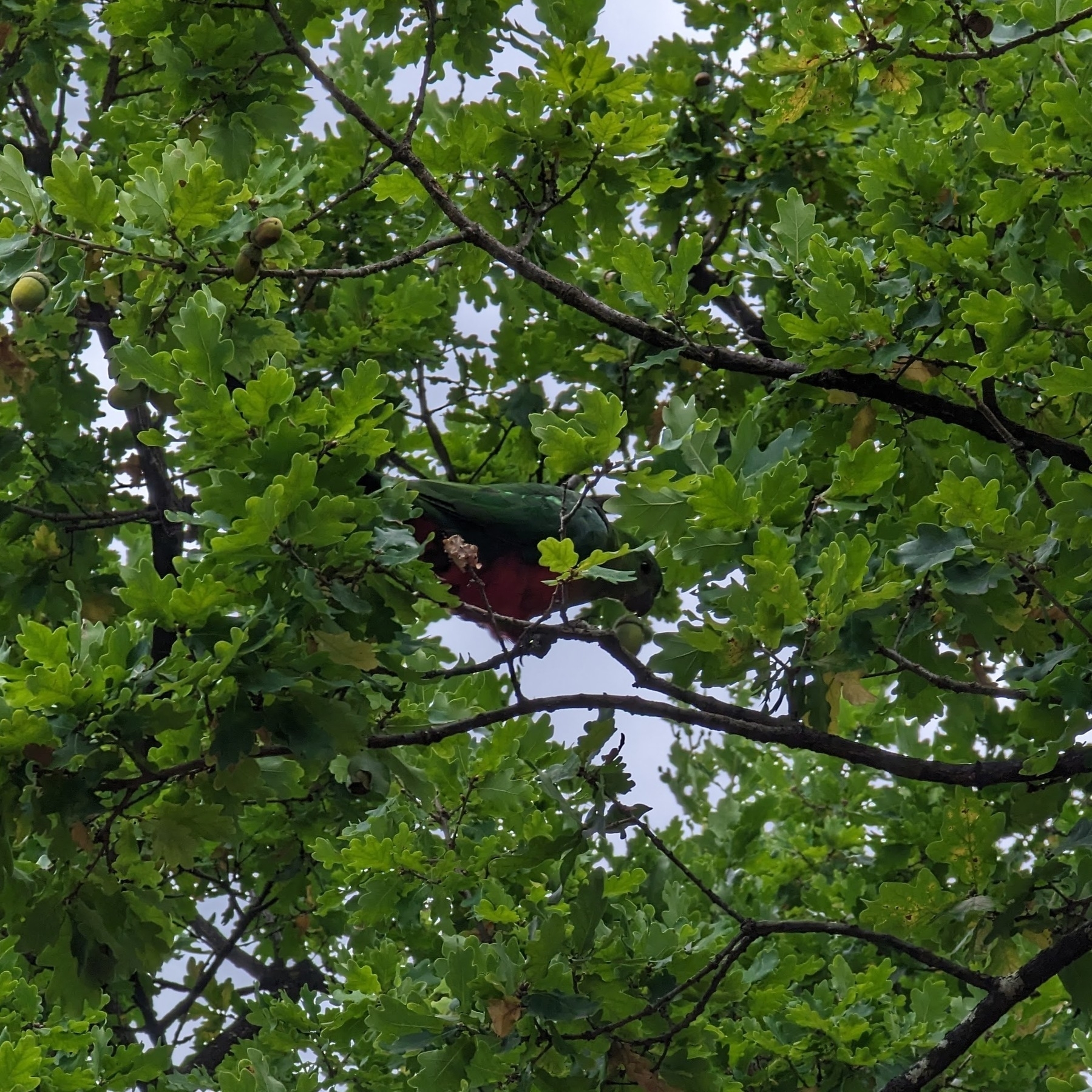 Female king parrot reaching to an acorn in an oak tree