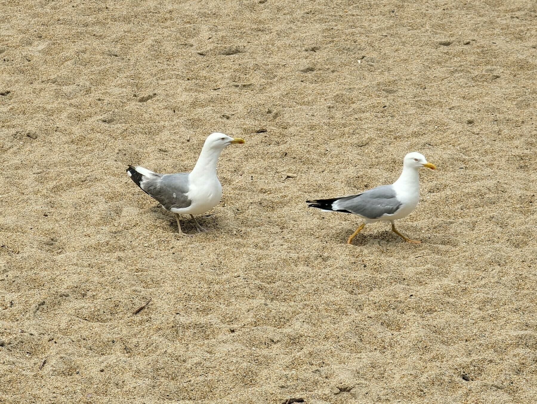 Two European seagulls standing on a beach.